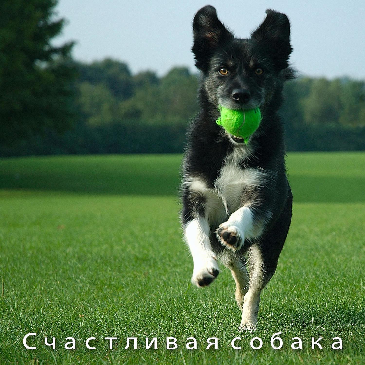 Релиз Счастливая собака ​​- Расслабляющая инструментальная музыка, классическое пианино, глубокий сон, облегчение тревоги, покой и гармония, музыкальная терапия