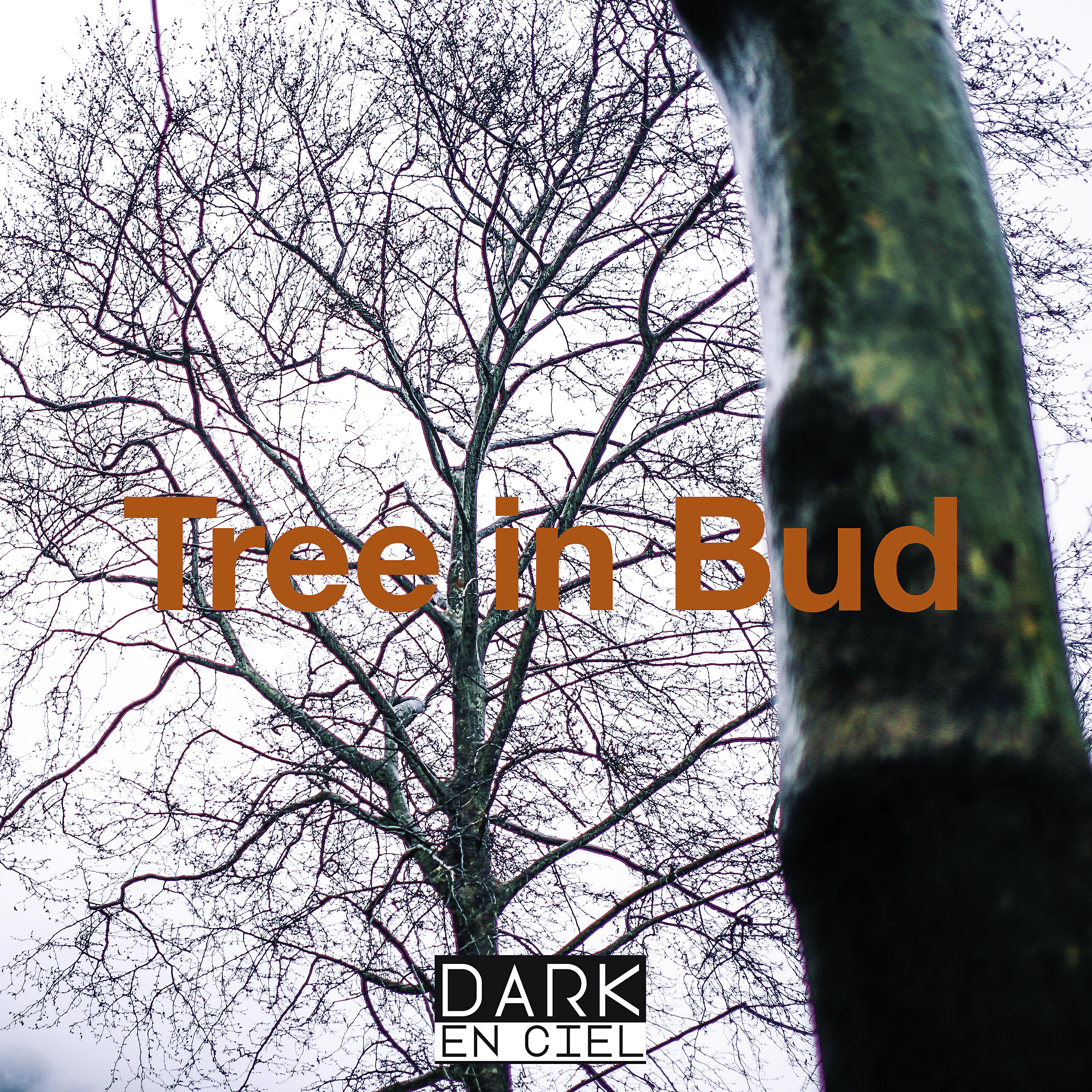 Релиз Tree in Bud