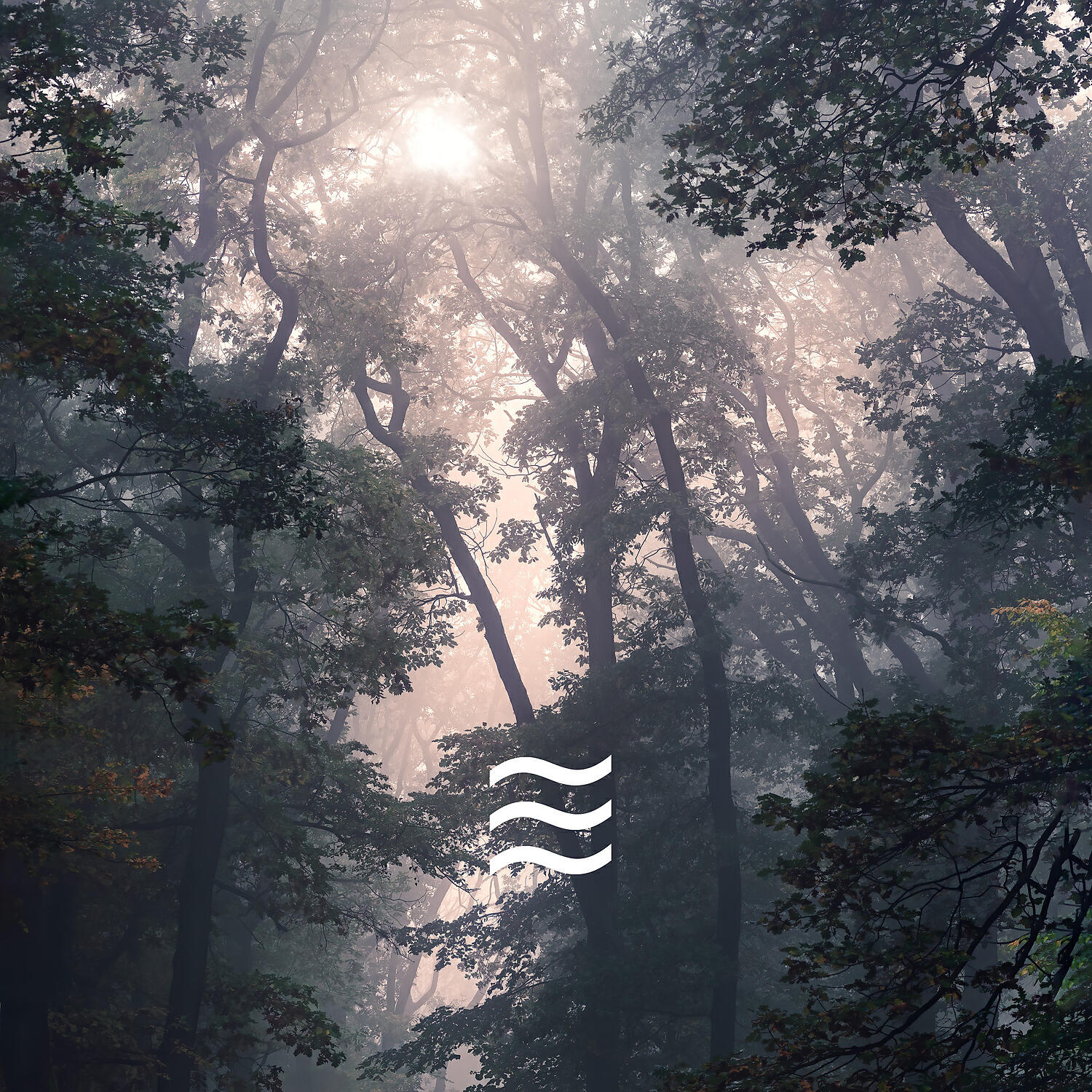 Релиз Relaxation Hums Soughs and Forest for Kids