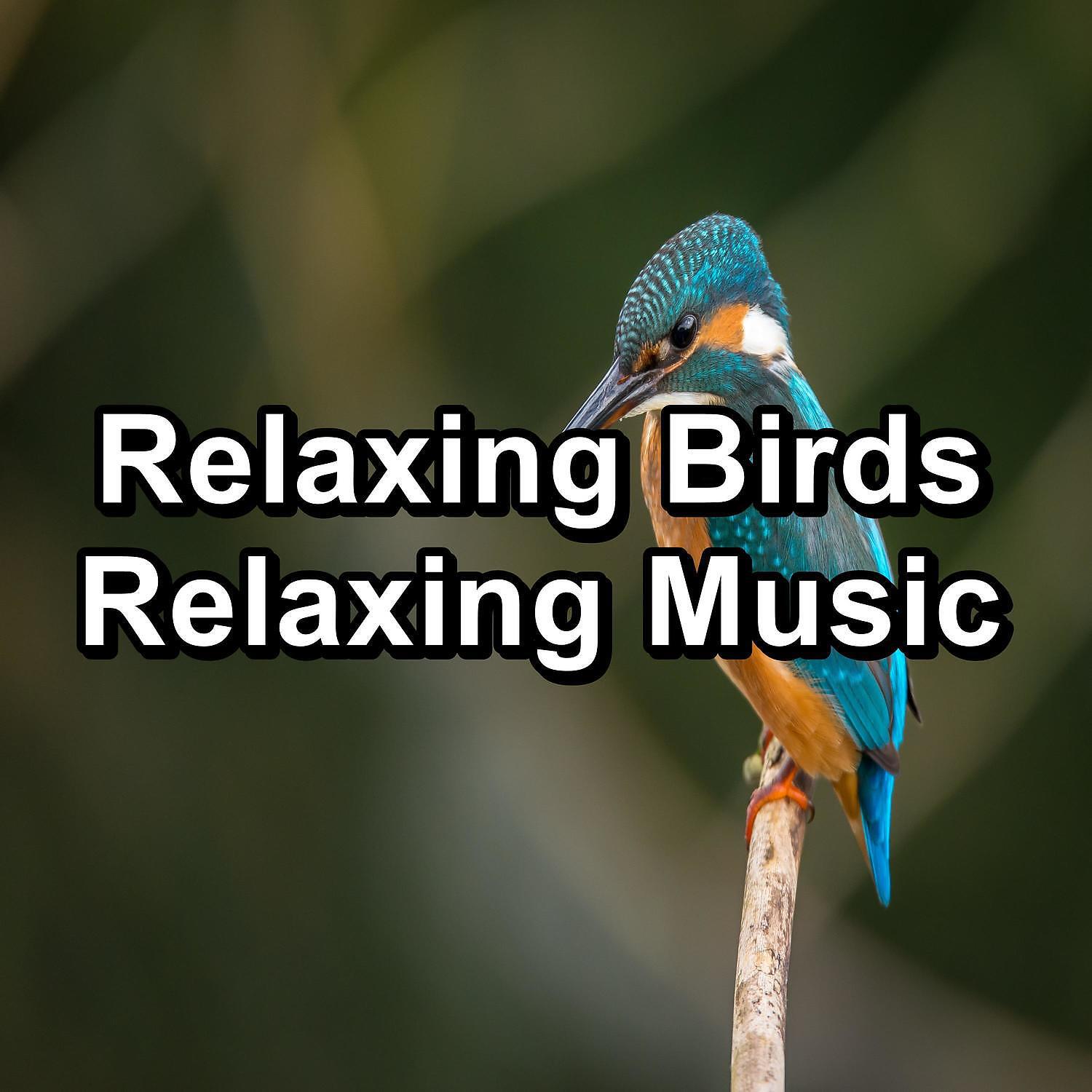 Релиз Relaxing Birds Relaxing Music