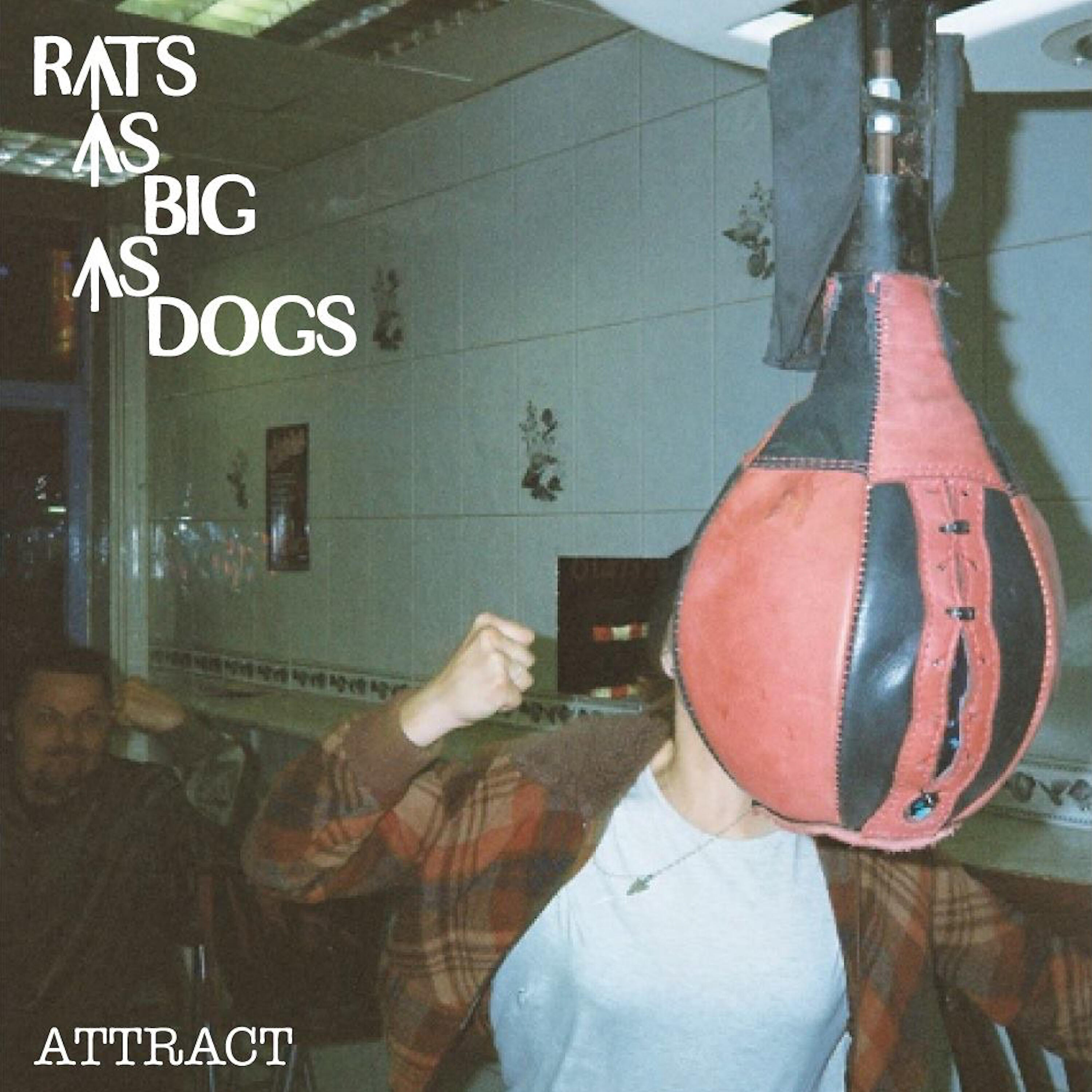 Rats As Big As Dogs