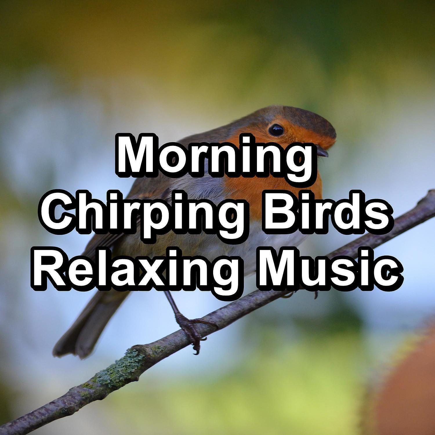 Релиз Morning Chirping Birds Relaxing Music