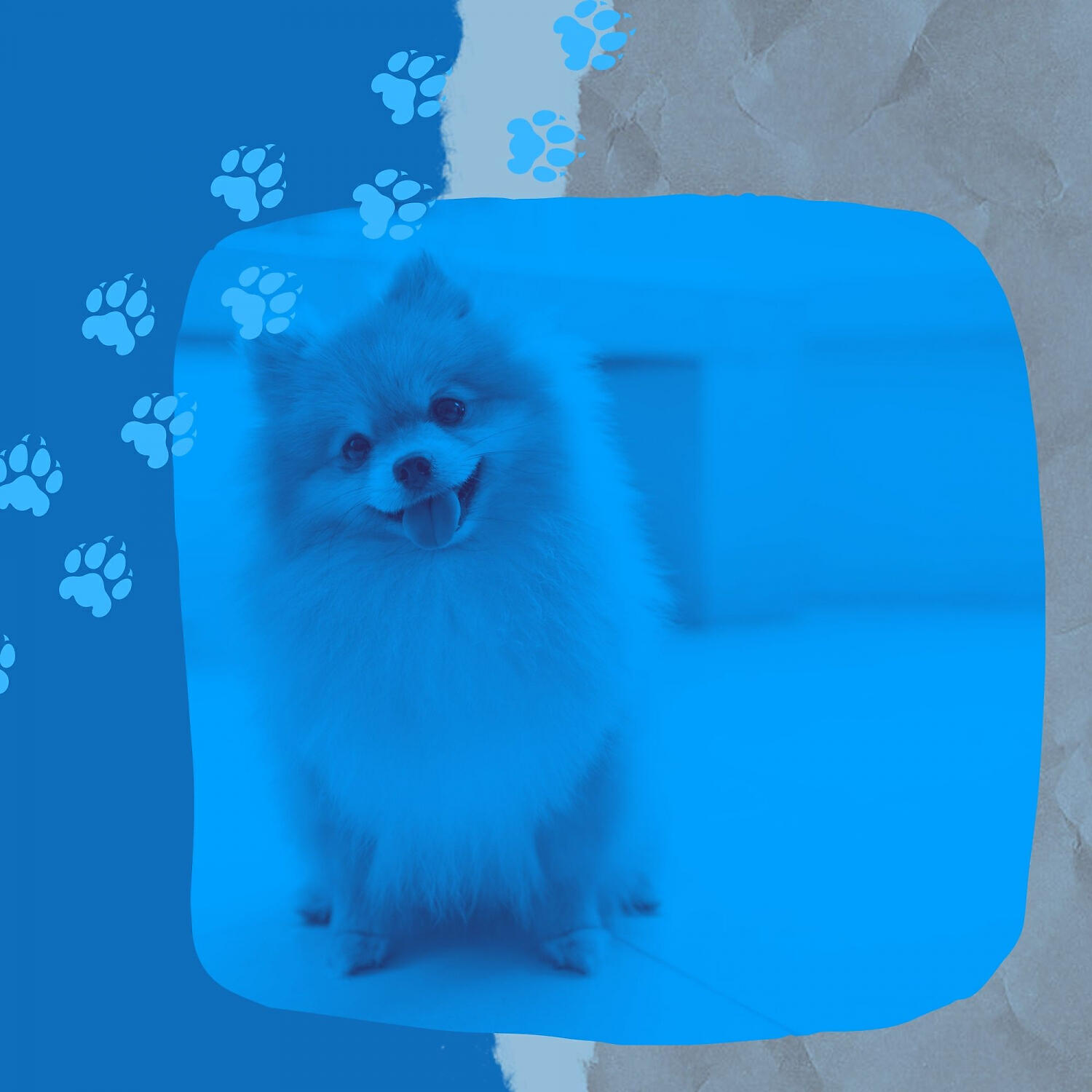 Релиз Music for Calming Your Dog (Acoustic Guitar)