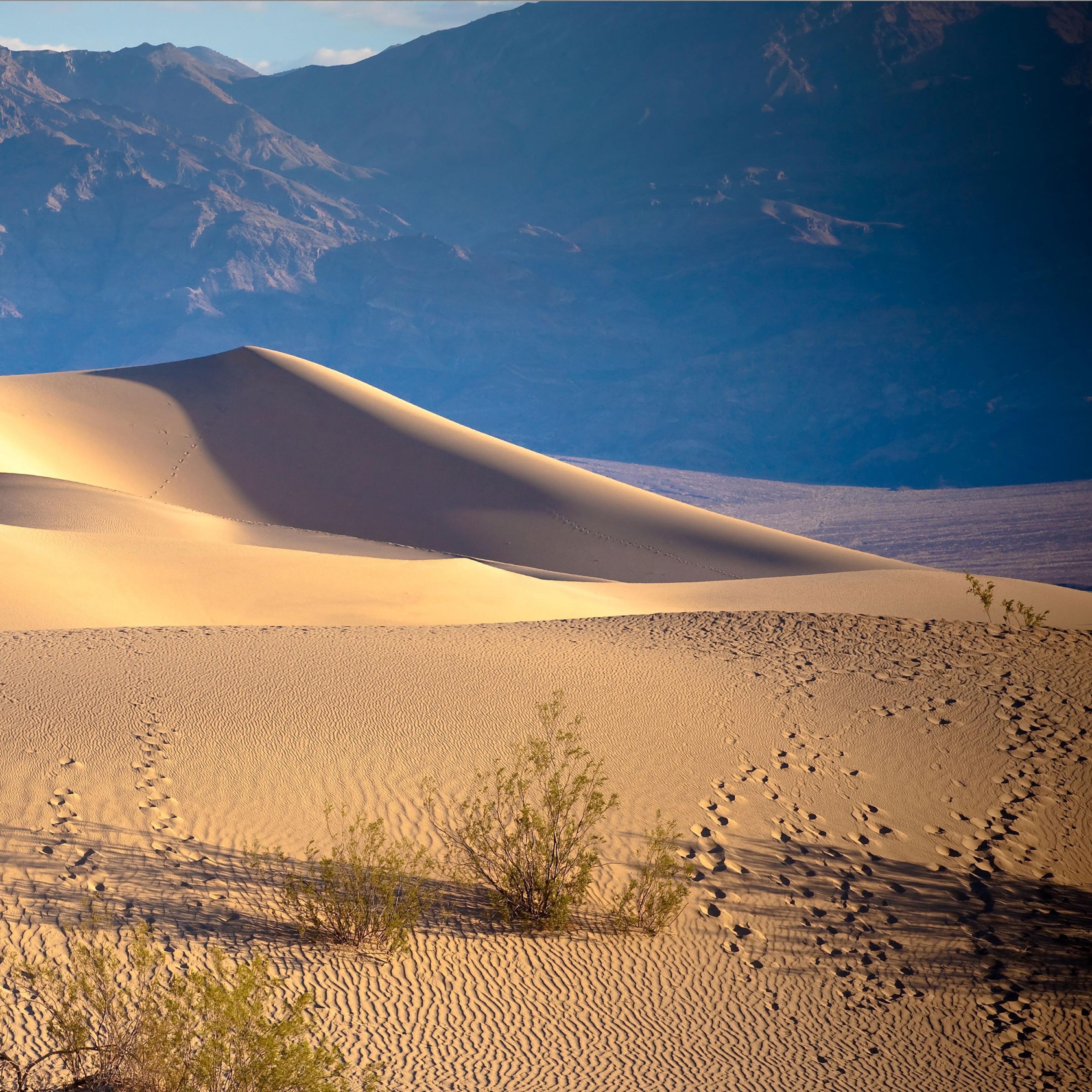 Релиз Desert Rose