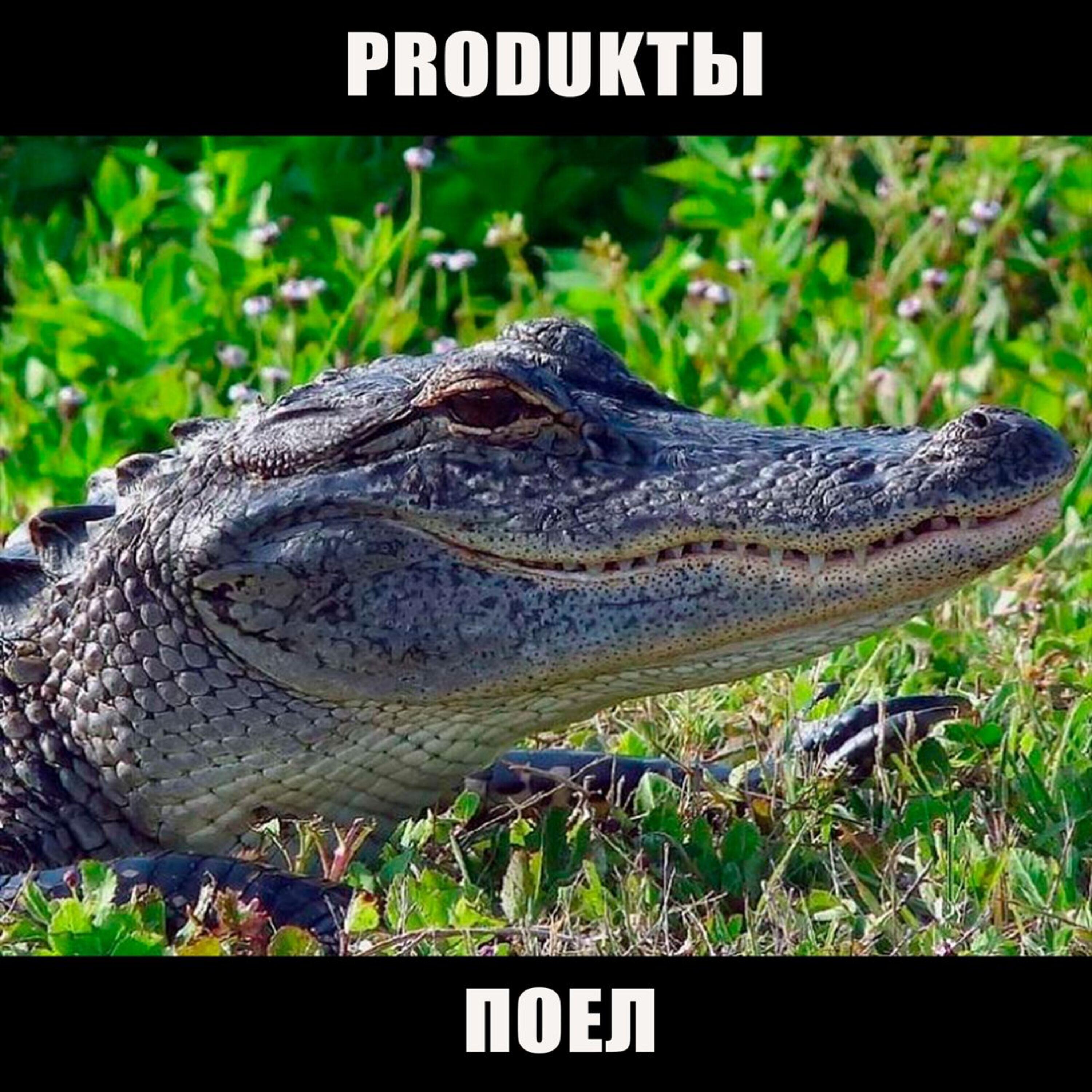 Релиз поел