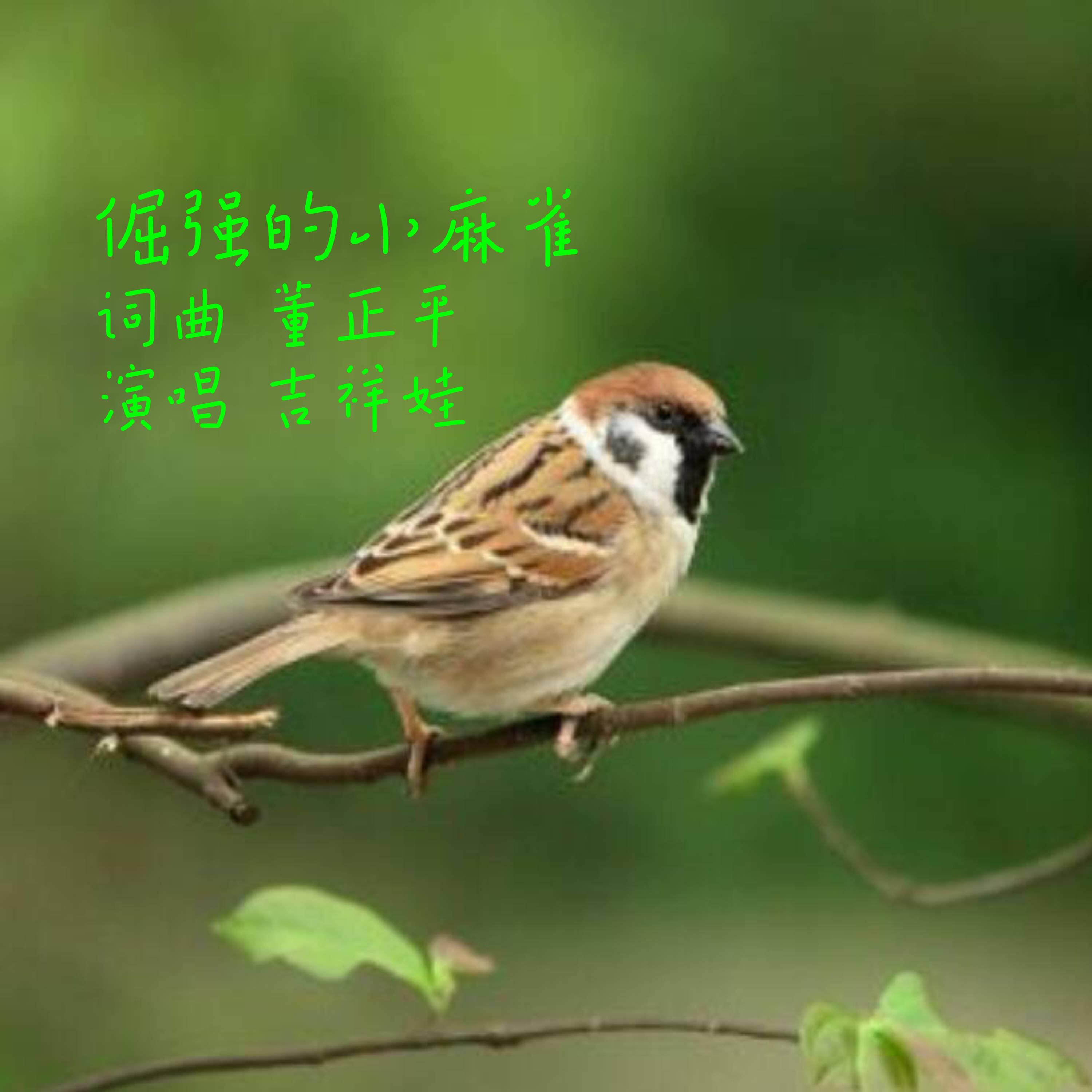 Релиз 倔强的小麻雀