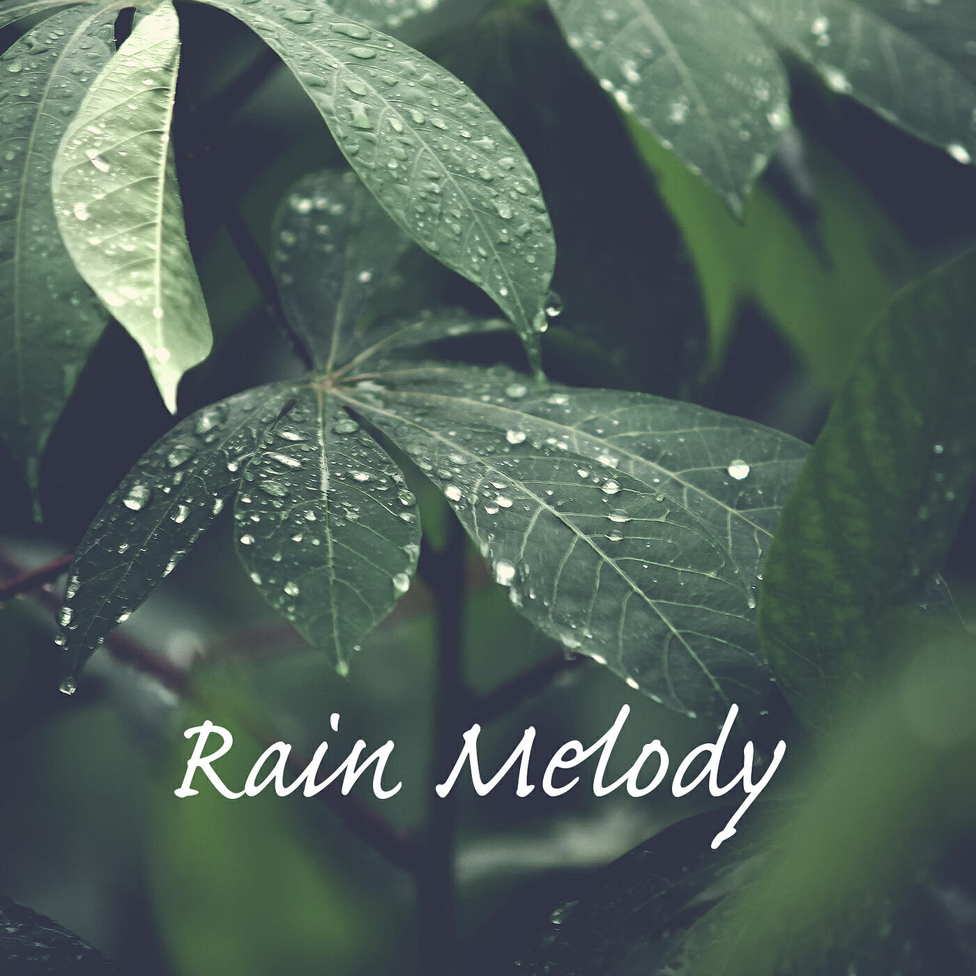 Релиз Rain Melody