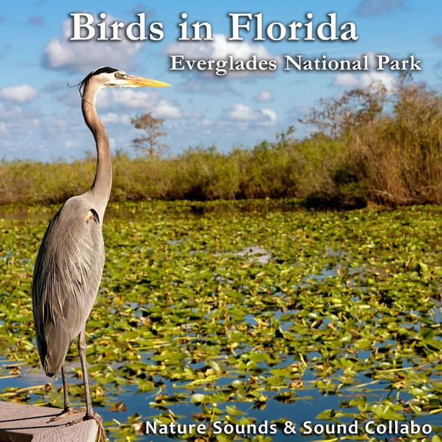Релиз Birds in Florida -Everglades National Park-