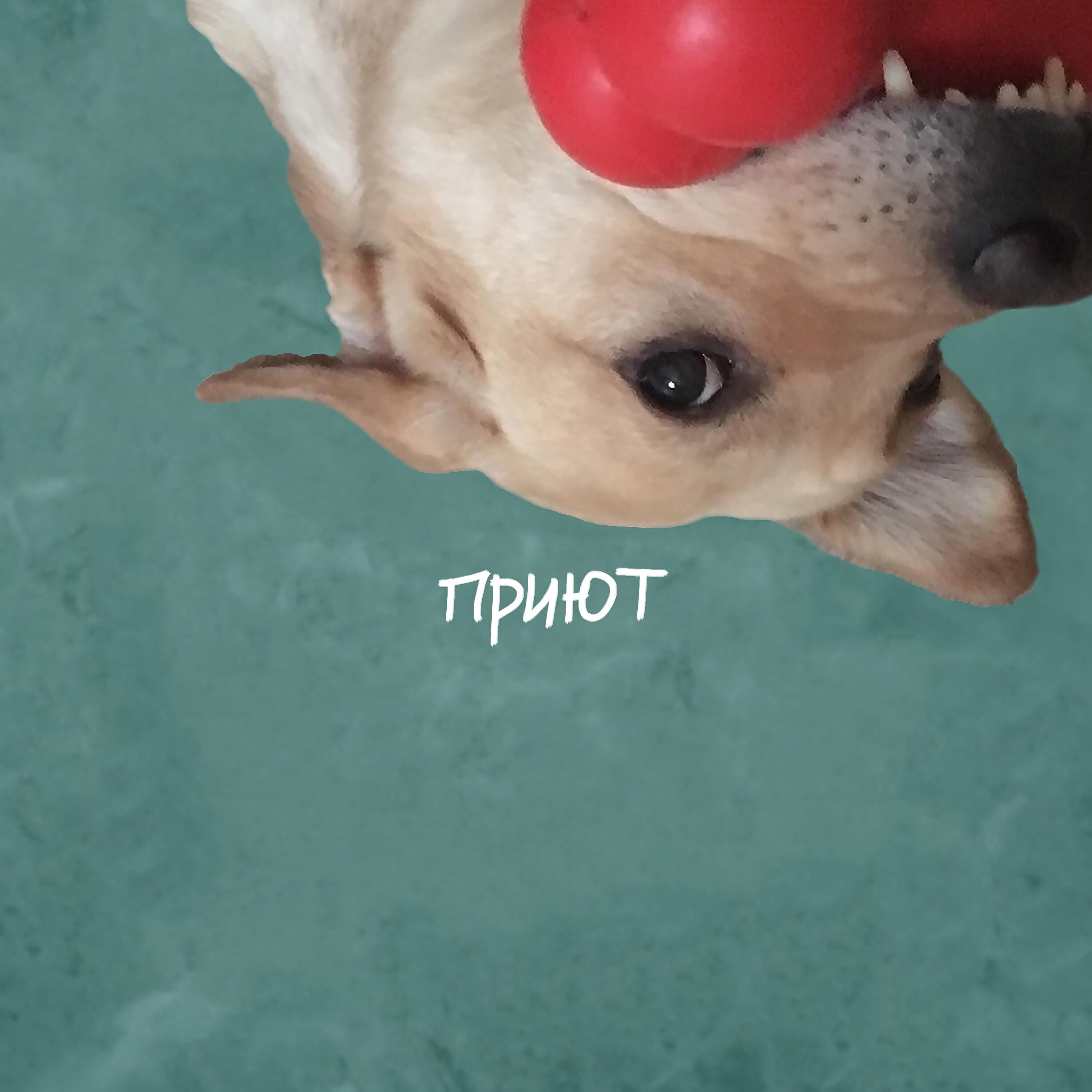 Изображение артиста