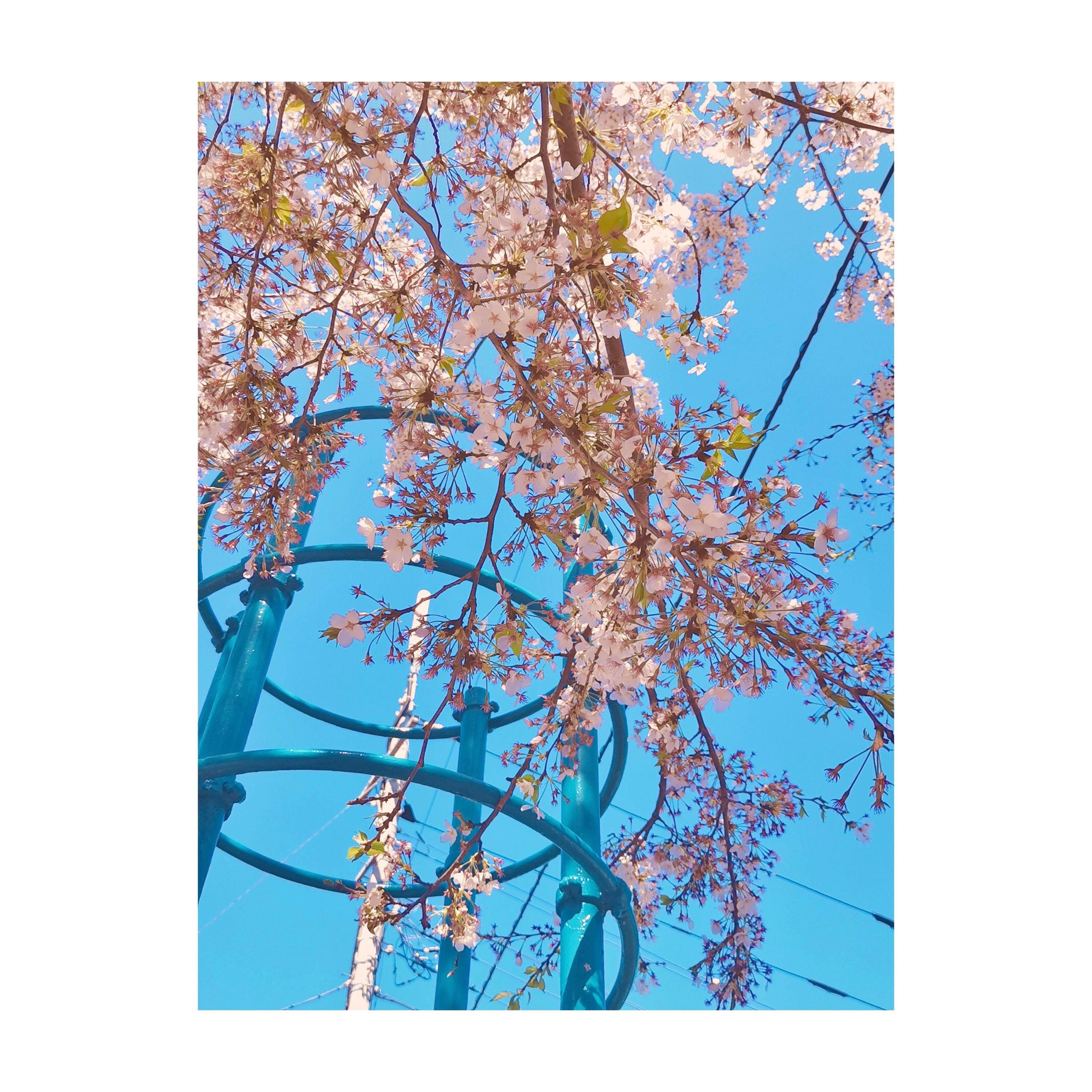 Релиз 春日笙弦（Blooming Episode）