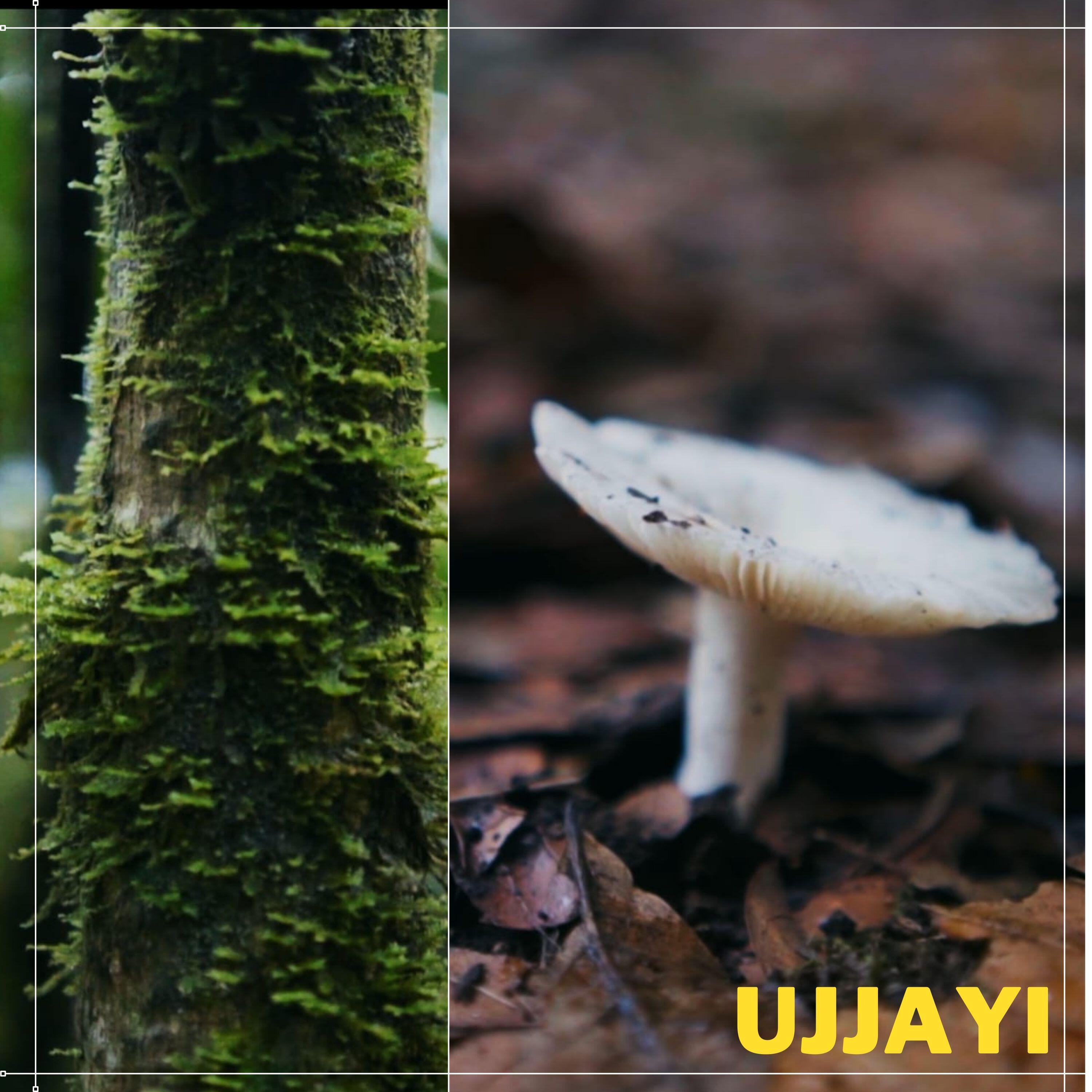Релиз Ujjayi