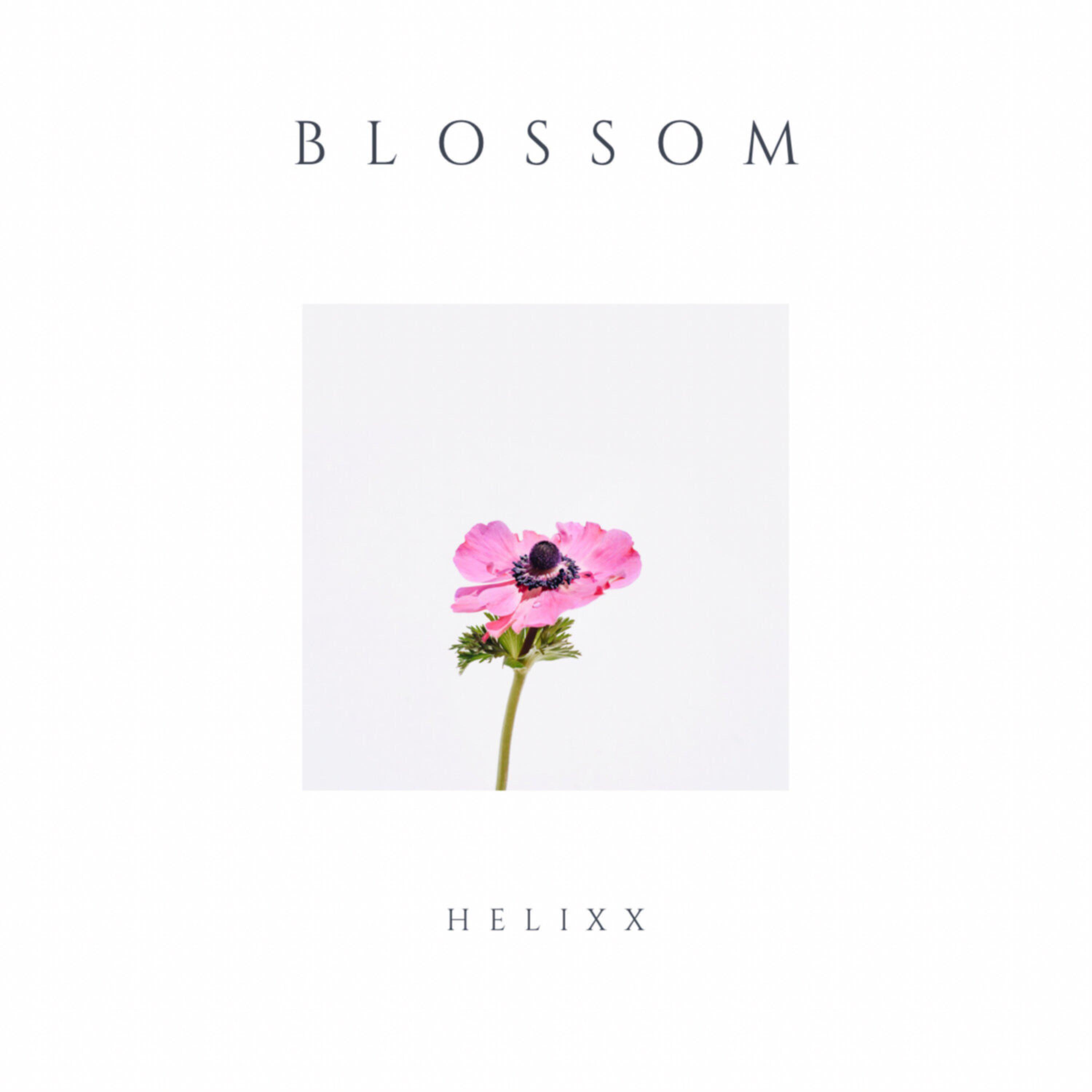Релиз Blossom