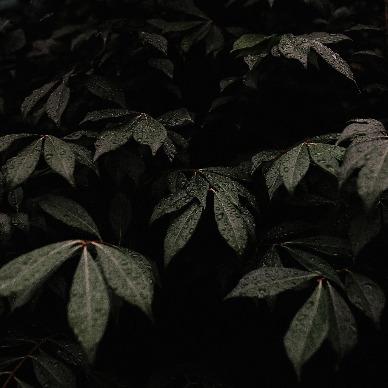 Трек Gentle Rain