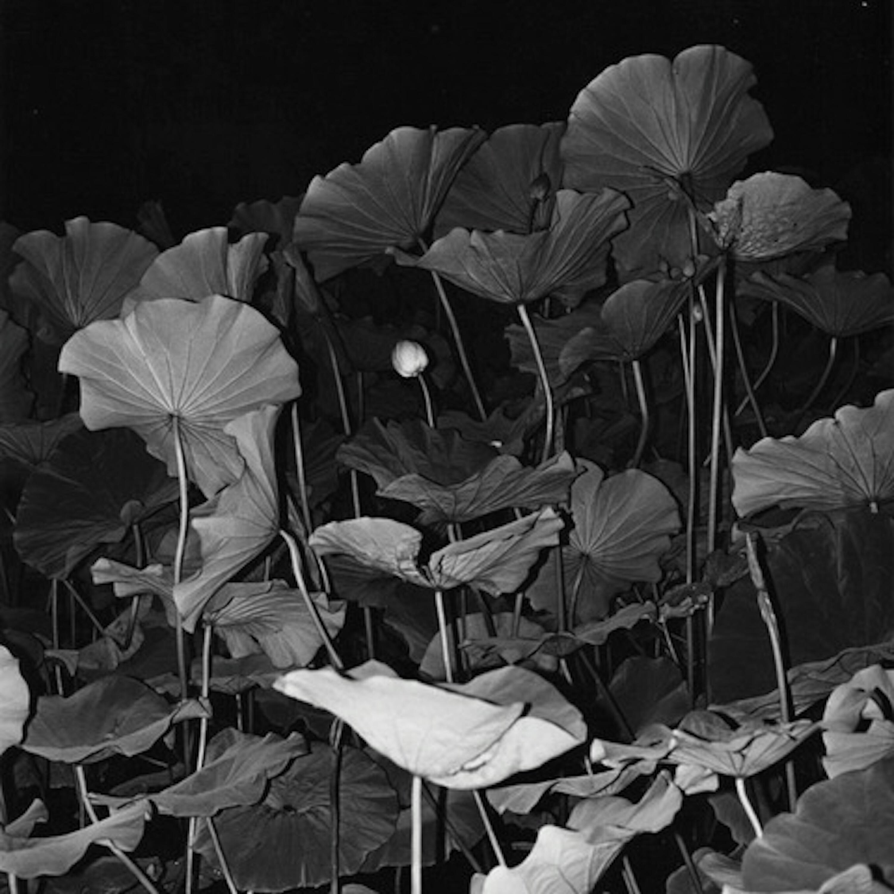 Релиз Gracious Host