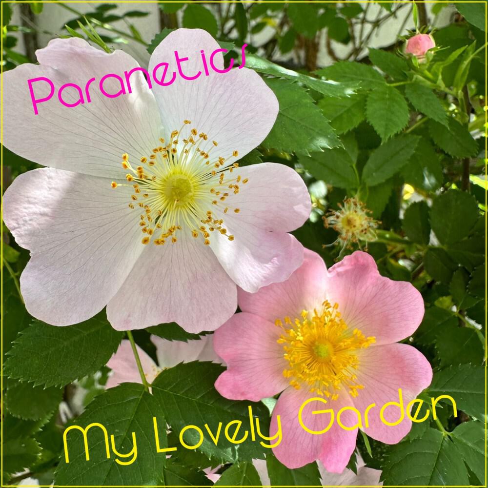 Постер альбома My Lovely Garden (L.A. Edition 2023)