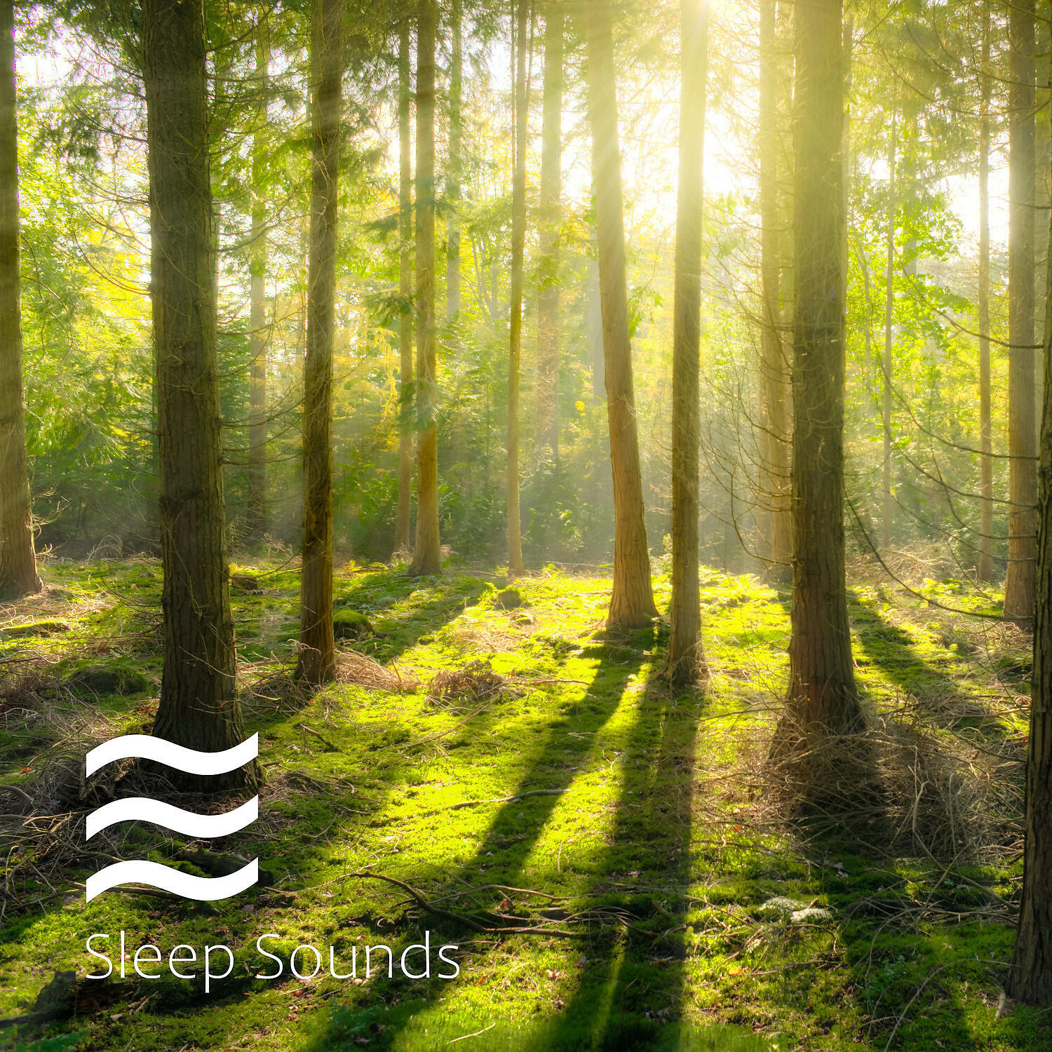 Релиз Soft Soothing Forest and Rain Sounds