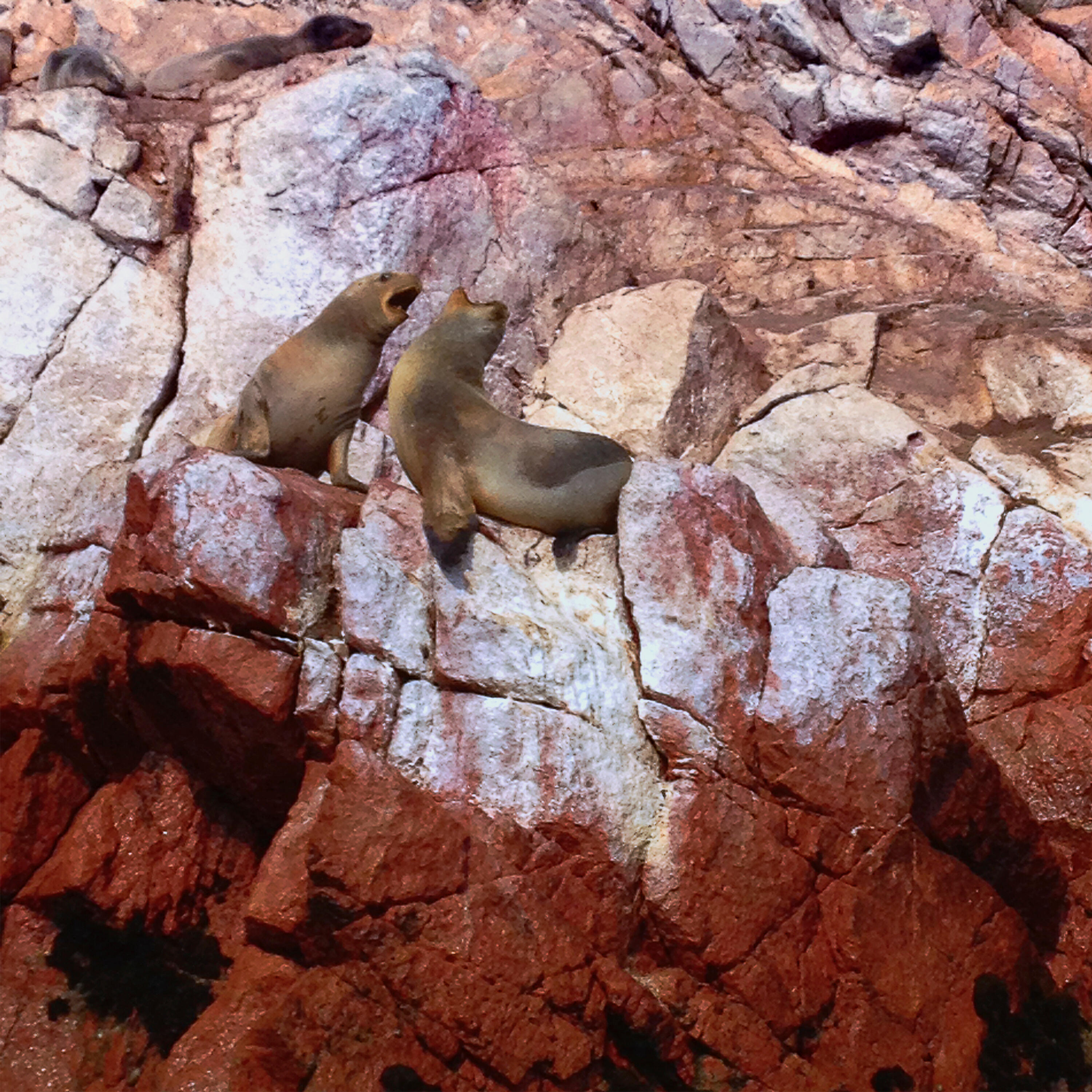 Релиз Porque Eu Te Amo Muito e Há Tanto Tempo