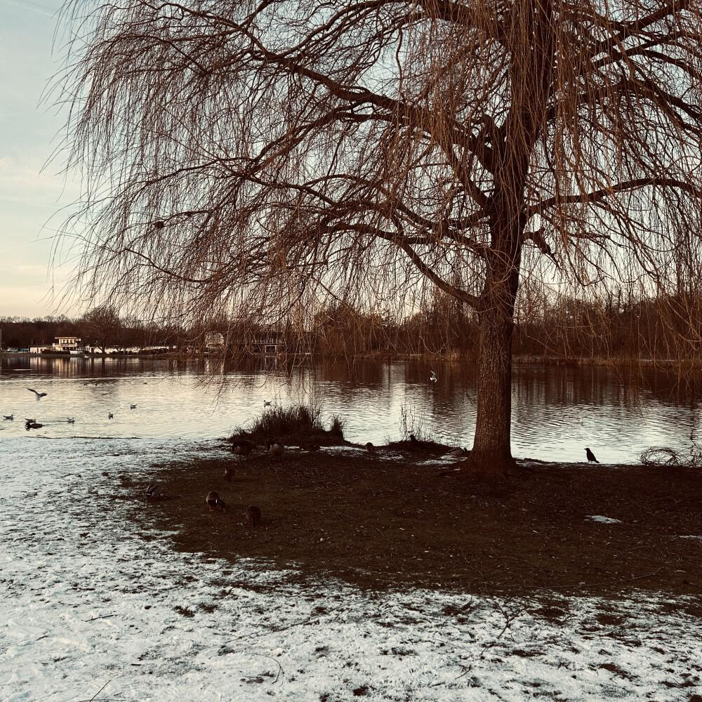 Релиз Aves Invernales