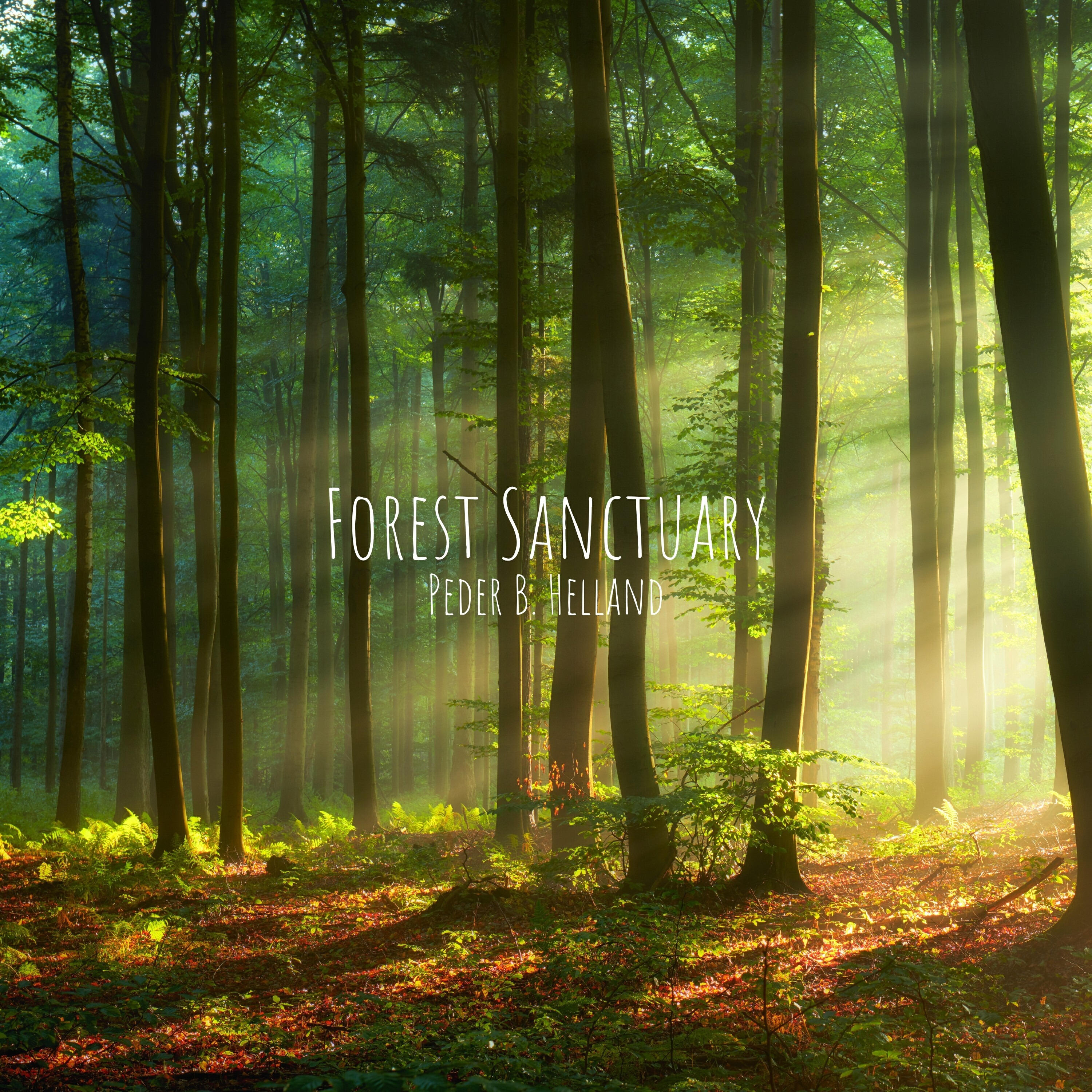 Релиз Forest Sanctuary