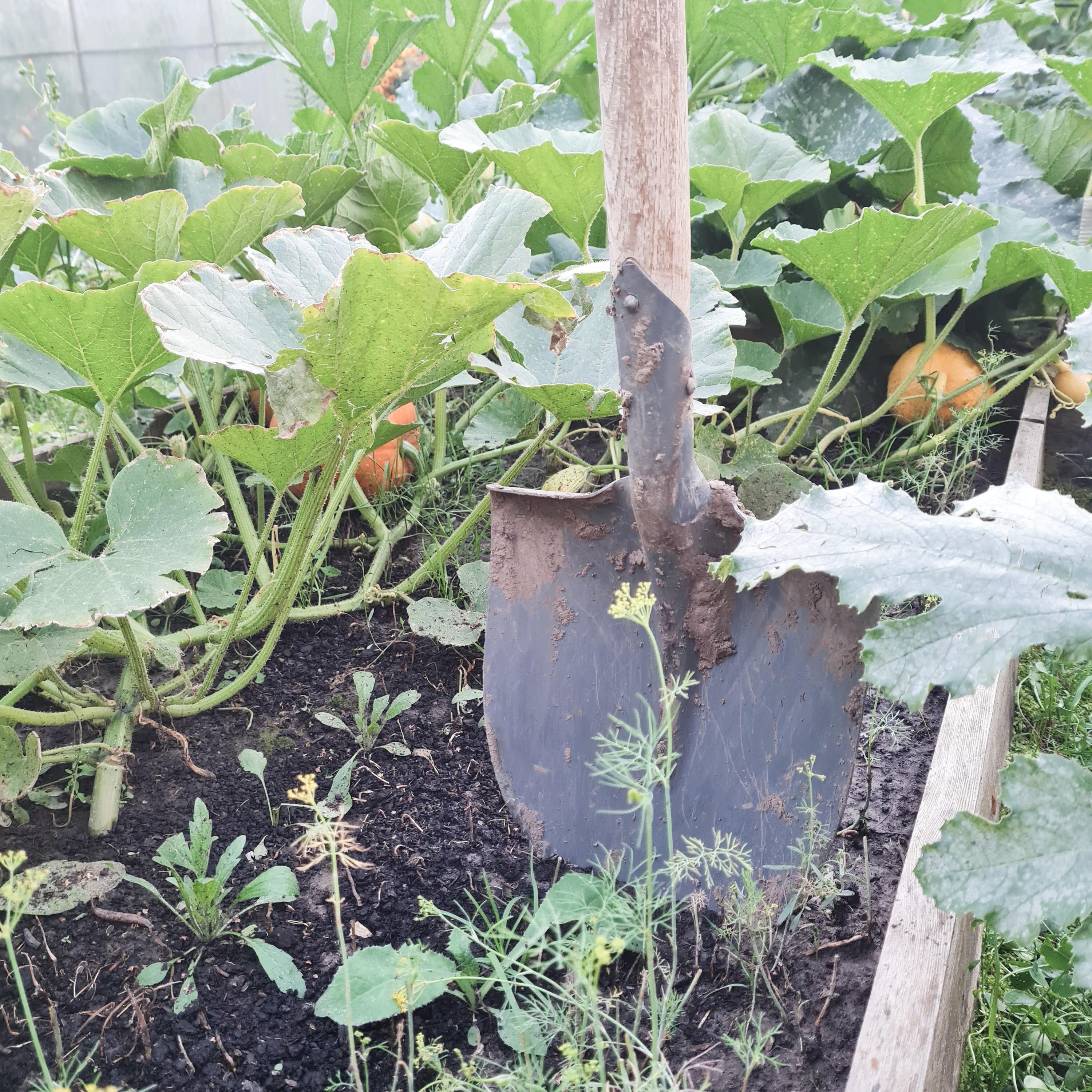 Релиз Дача