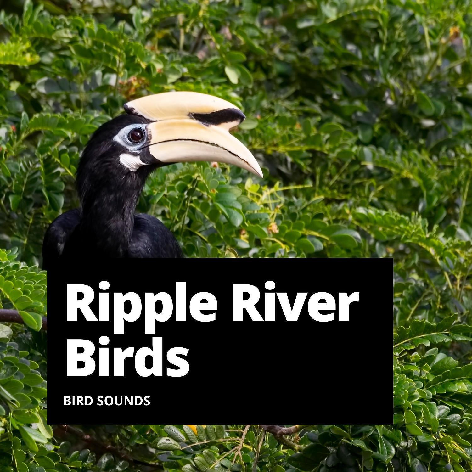 Релиз Ripple River Birds
