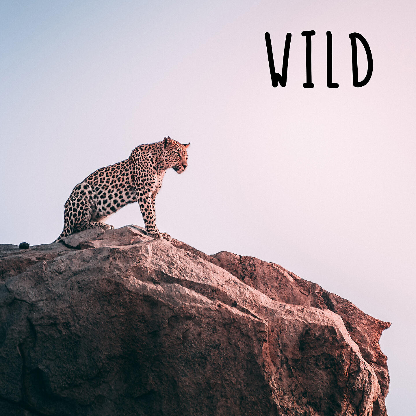 Релиз Wild