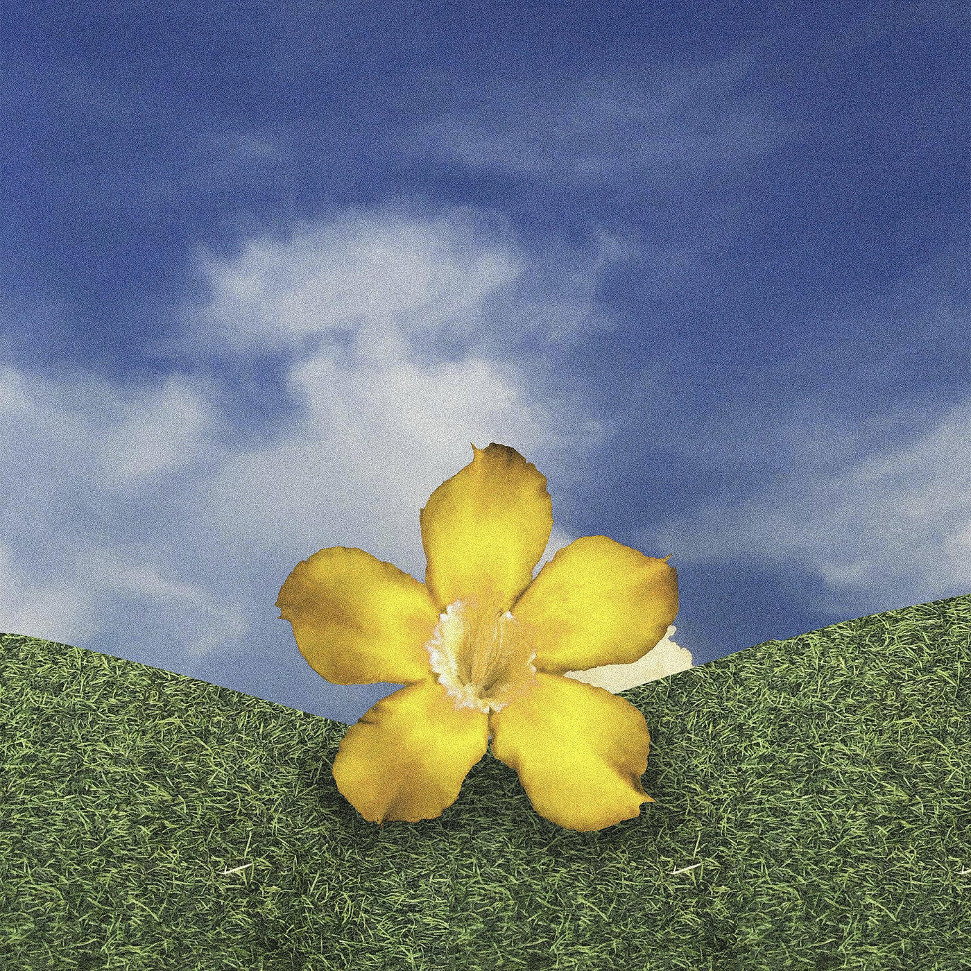 Релиз Yellow Flowers