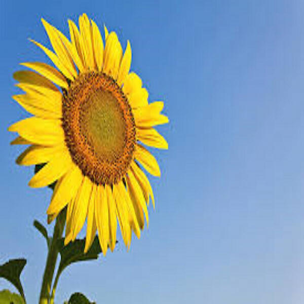 Постер альбома Sun Flower