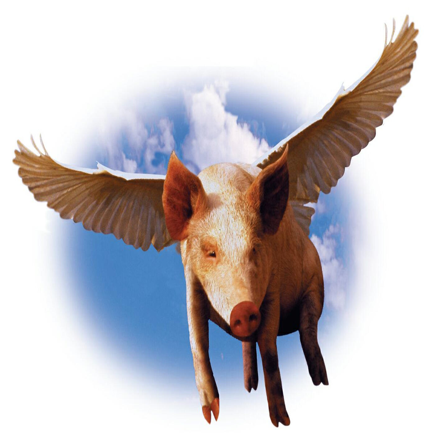 Релиз Pigs Can Fly