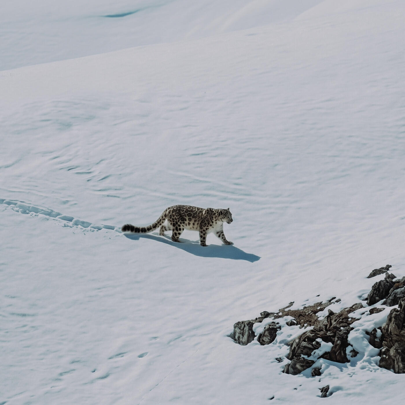 Релиз The Leopard