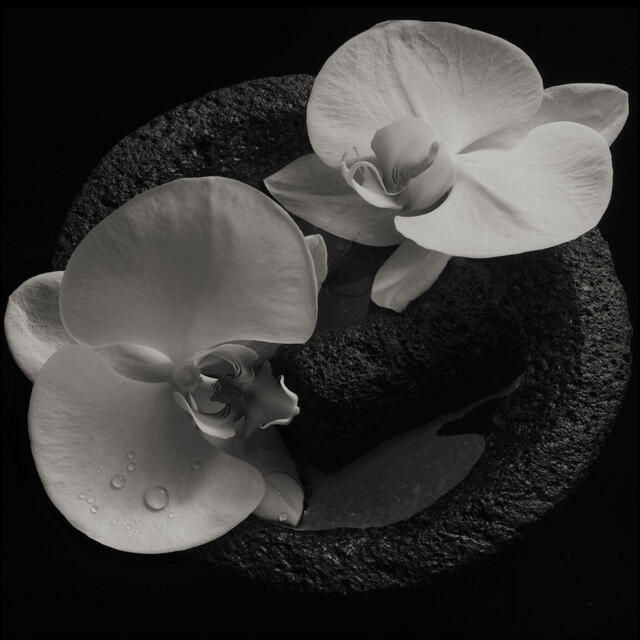 Релиз Corpse Flower