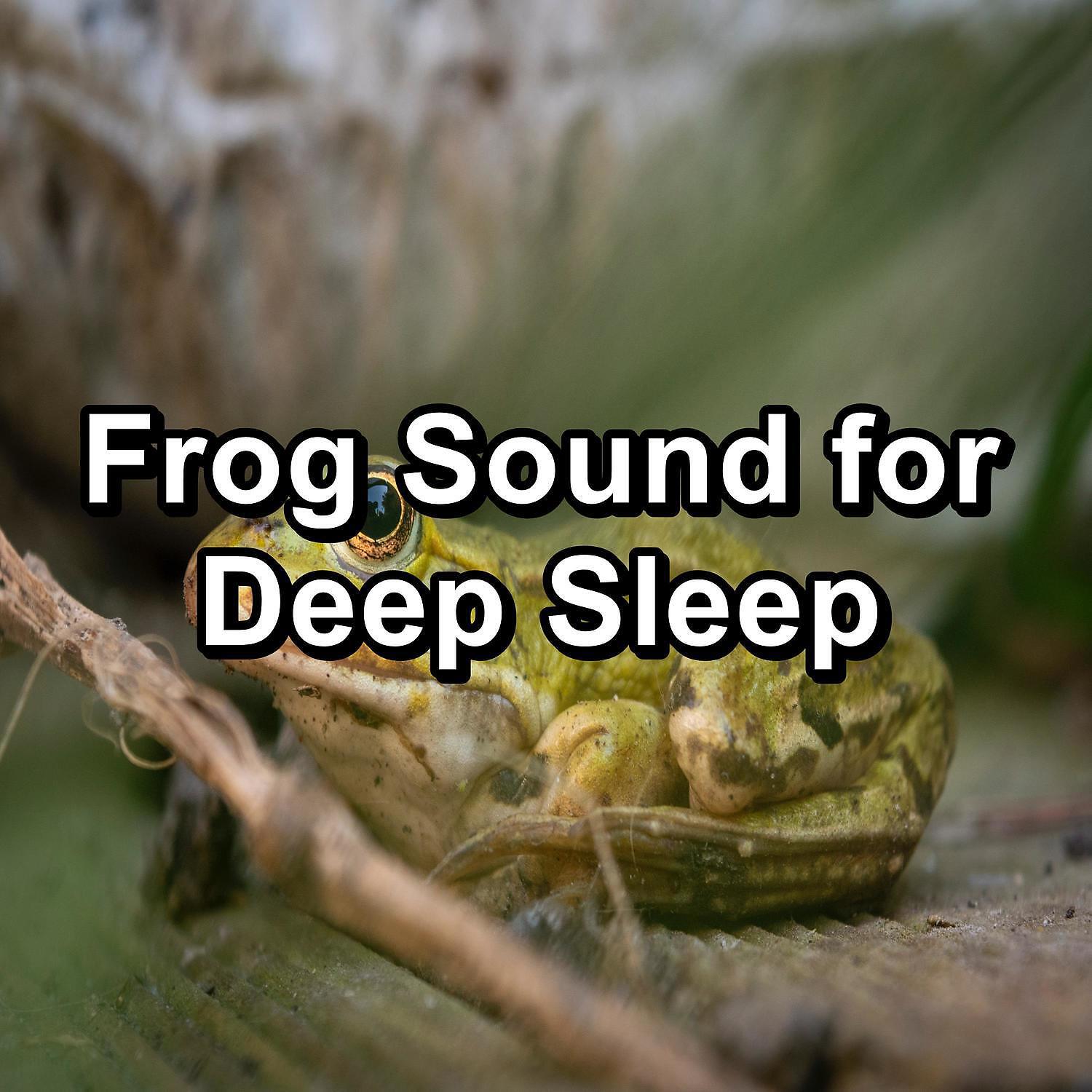 Трек Sound of Frogs in the Morass Sound