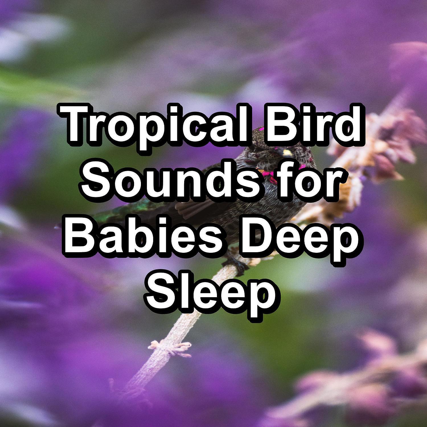 Релиз Tropical Bird Sounds for Babies Deep Sleep