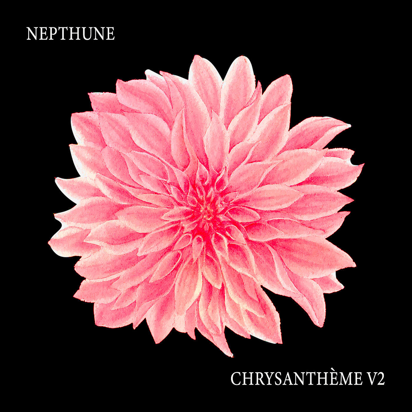 Релиз Chrysanthème V2