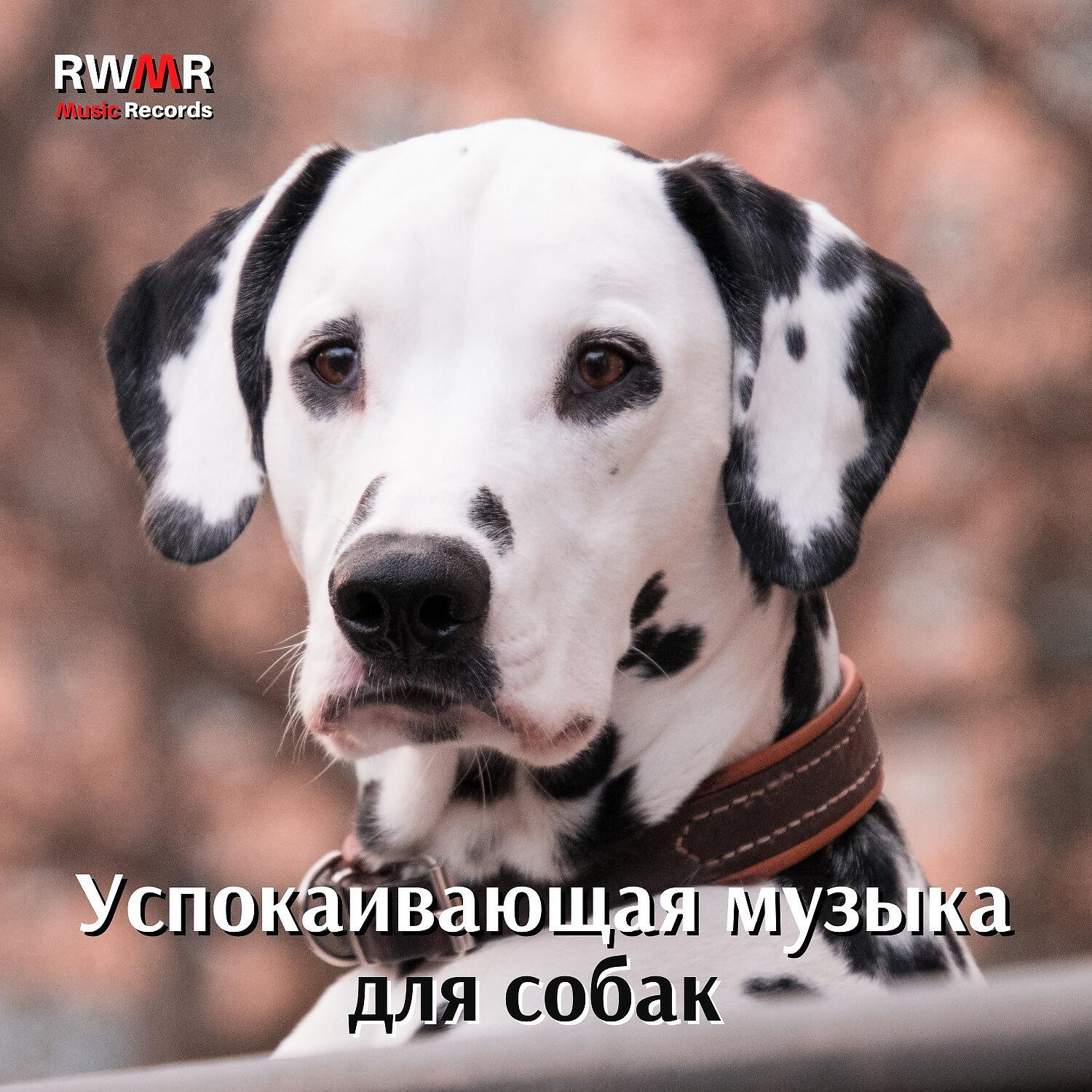 Релиз Музыка против тревожности для собак - Успокаивающие звуки для расслабления, фортепиано, спокойного сна, отдыха, преодоления тревоги разлуки, хороших эмоций, отсутствия стресса