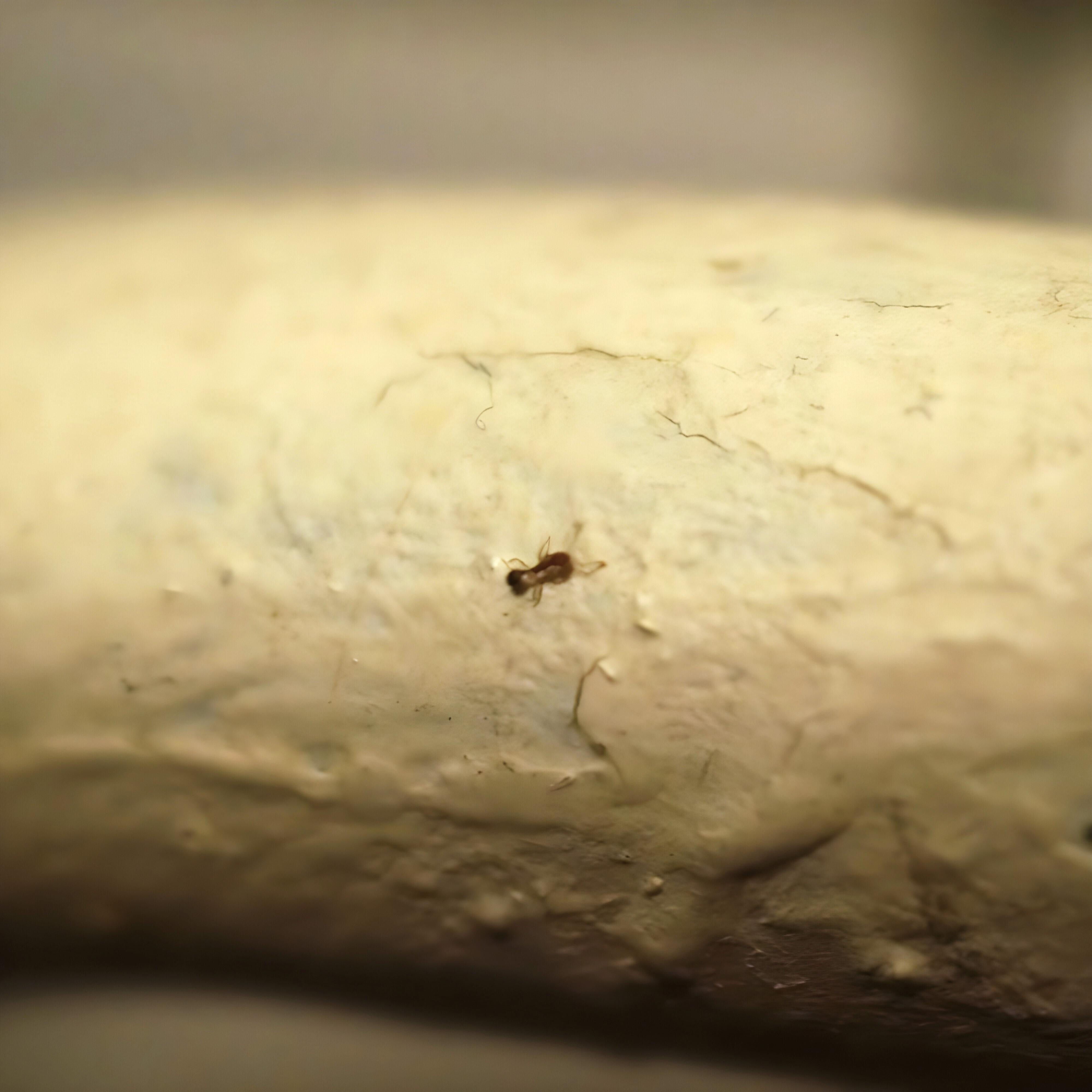 Дождевой червь?