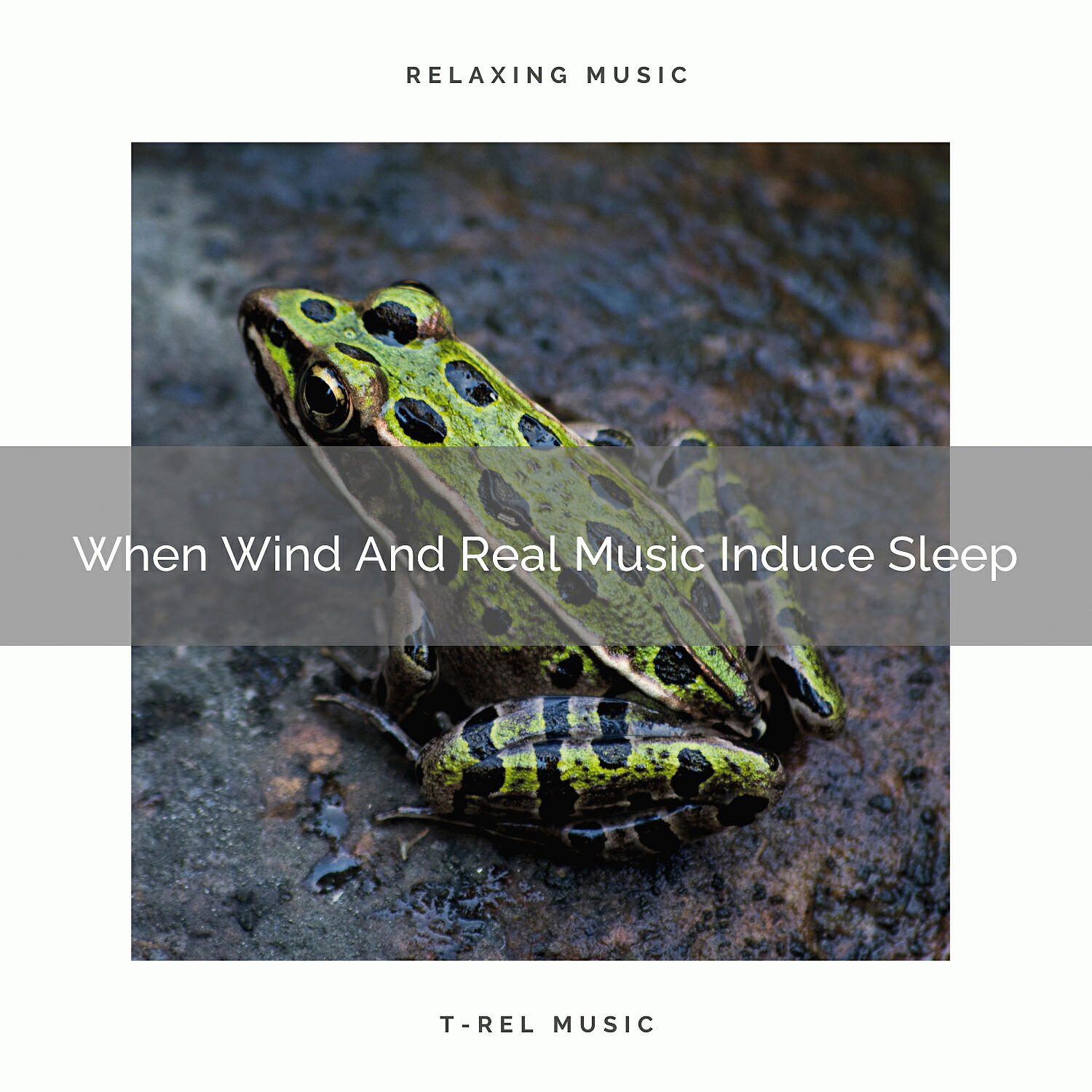 Постер альбома When Wind And Real Music Induce Sleep