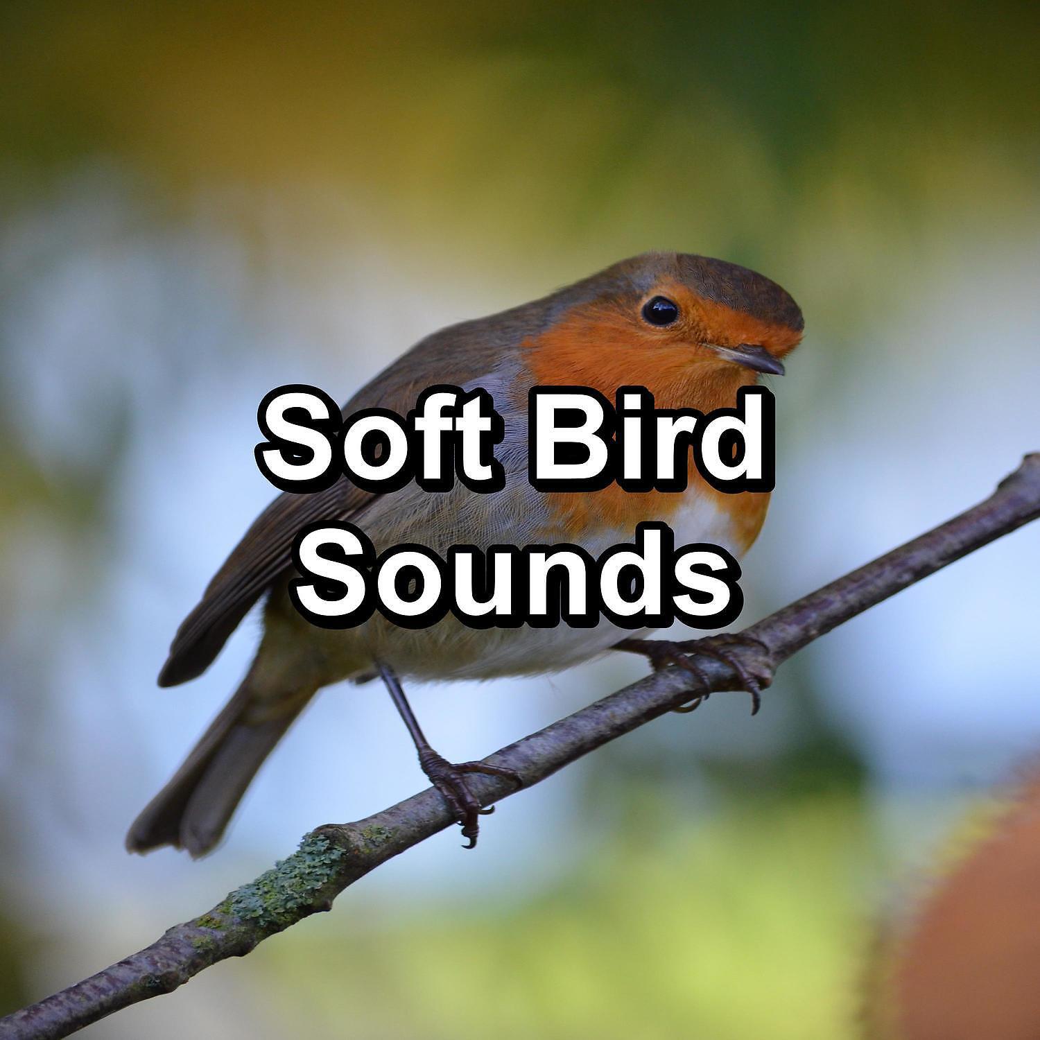 Релиз Soft Bird Sounds