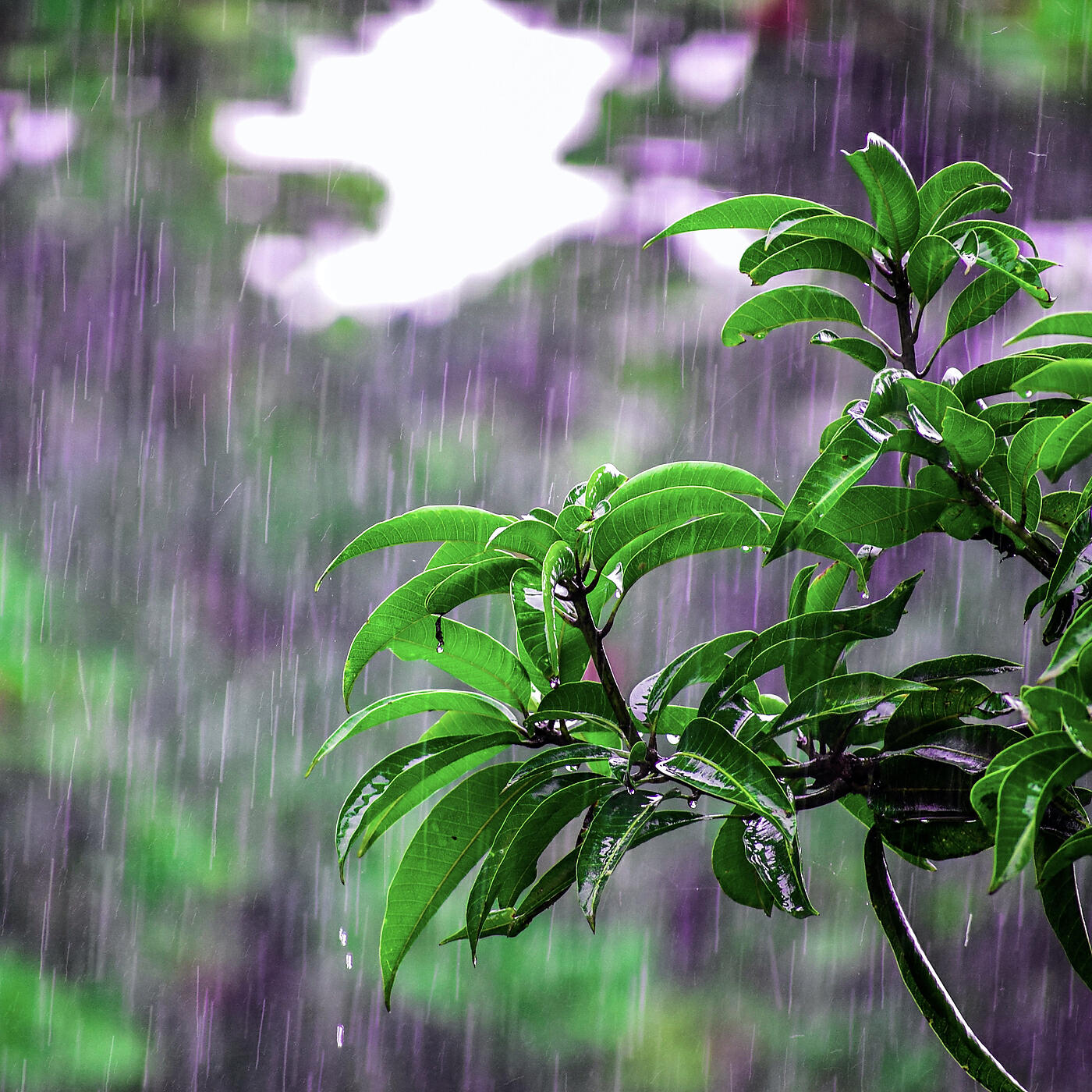 Релиз Forest Rain