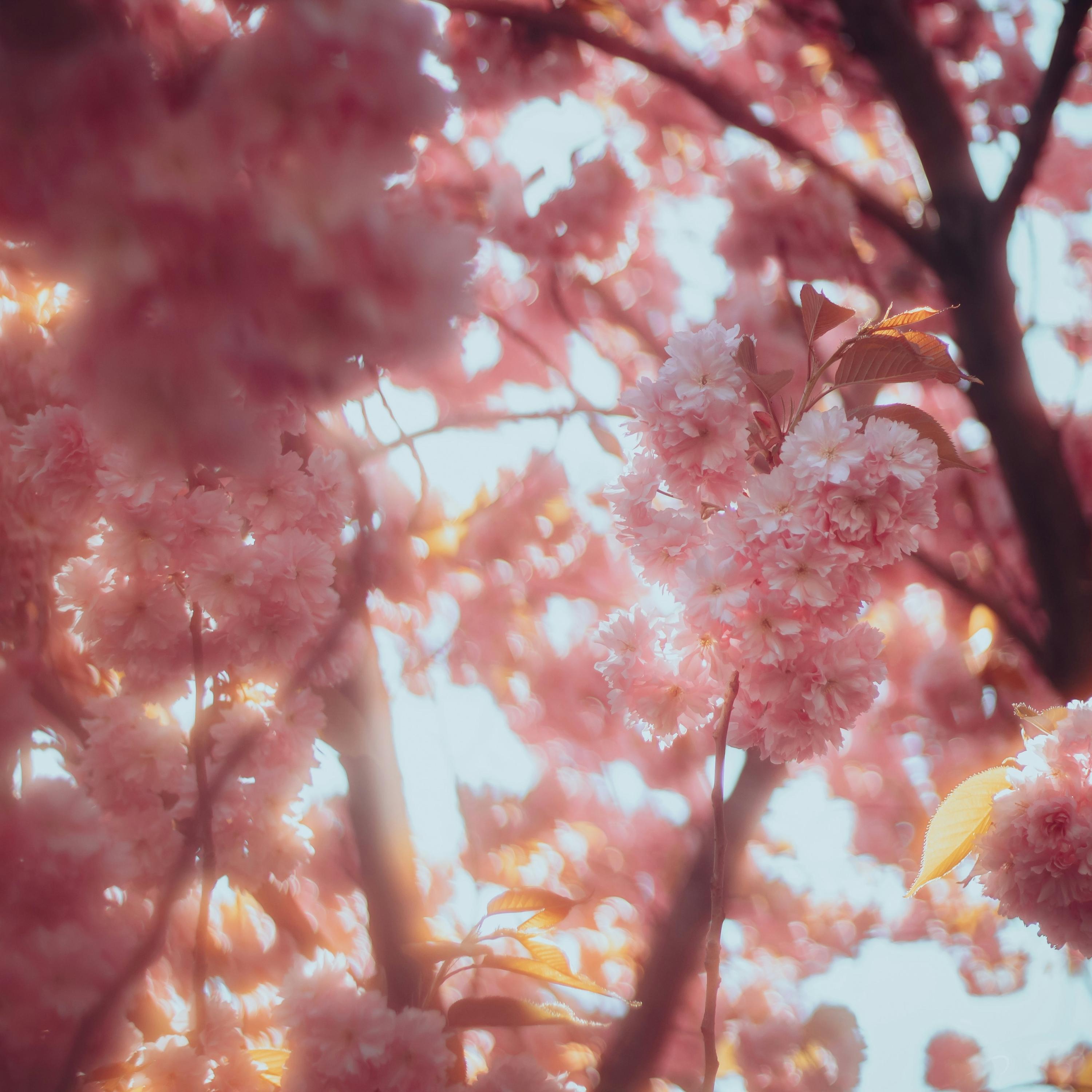 Релиз lovers