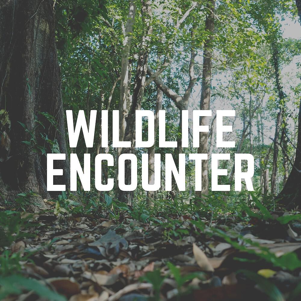 Релиз Wildlife Encounter