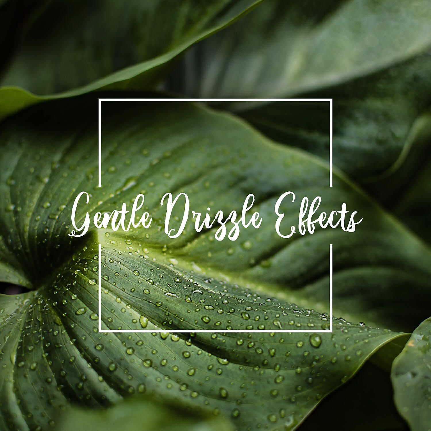 Релиз Gentle Drizzle Effects - Relaxing Forest Rain Therapy
