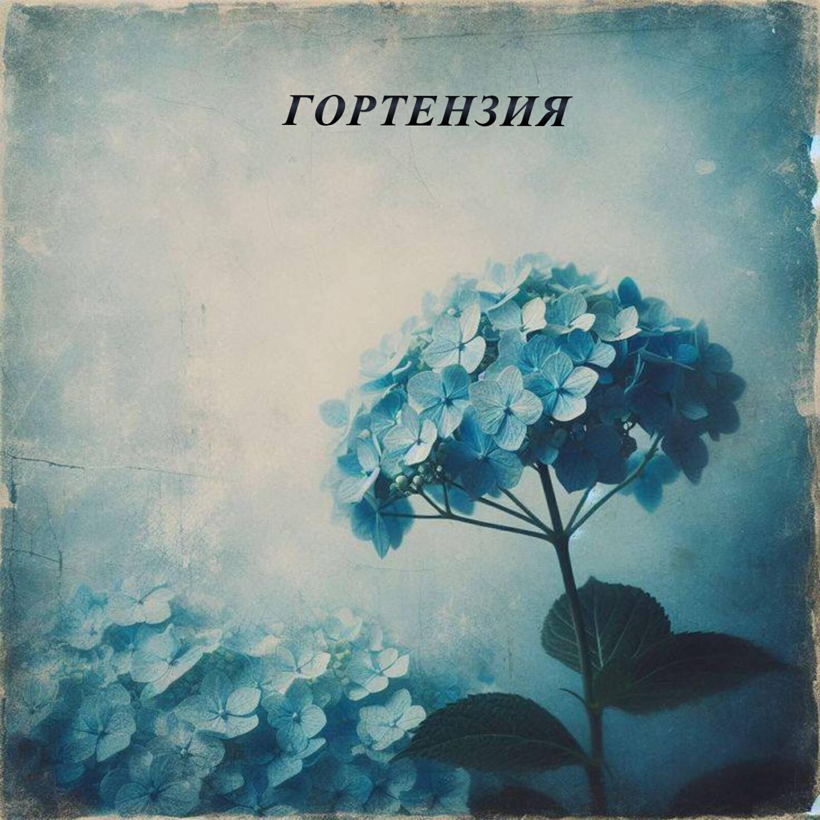Релиз ГОРТЕНЗИЯ