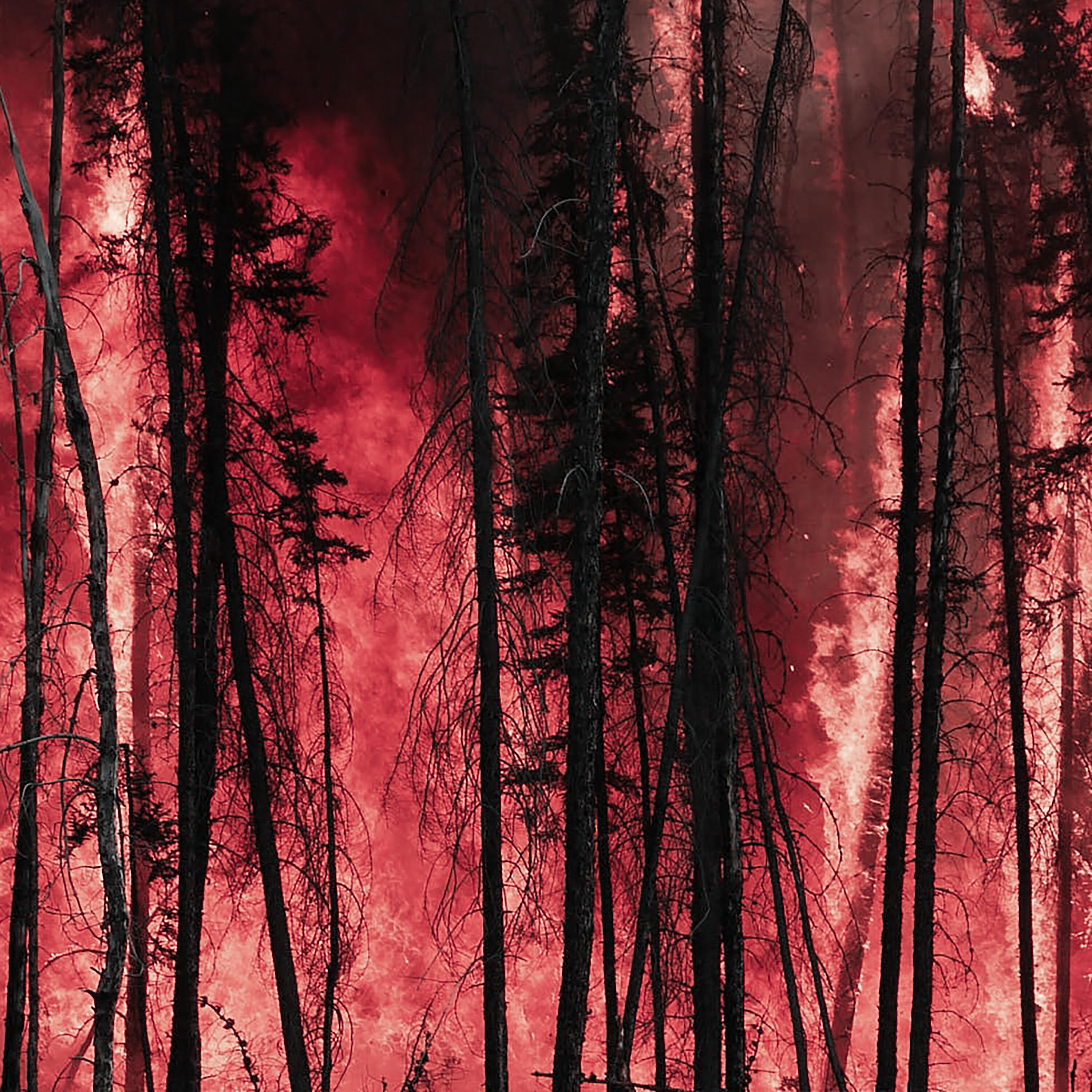 Релиз The Wildest Fire