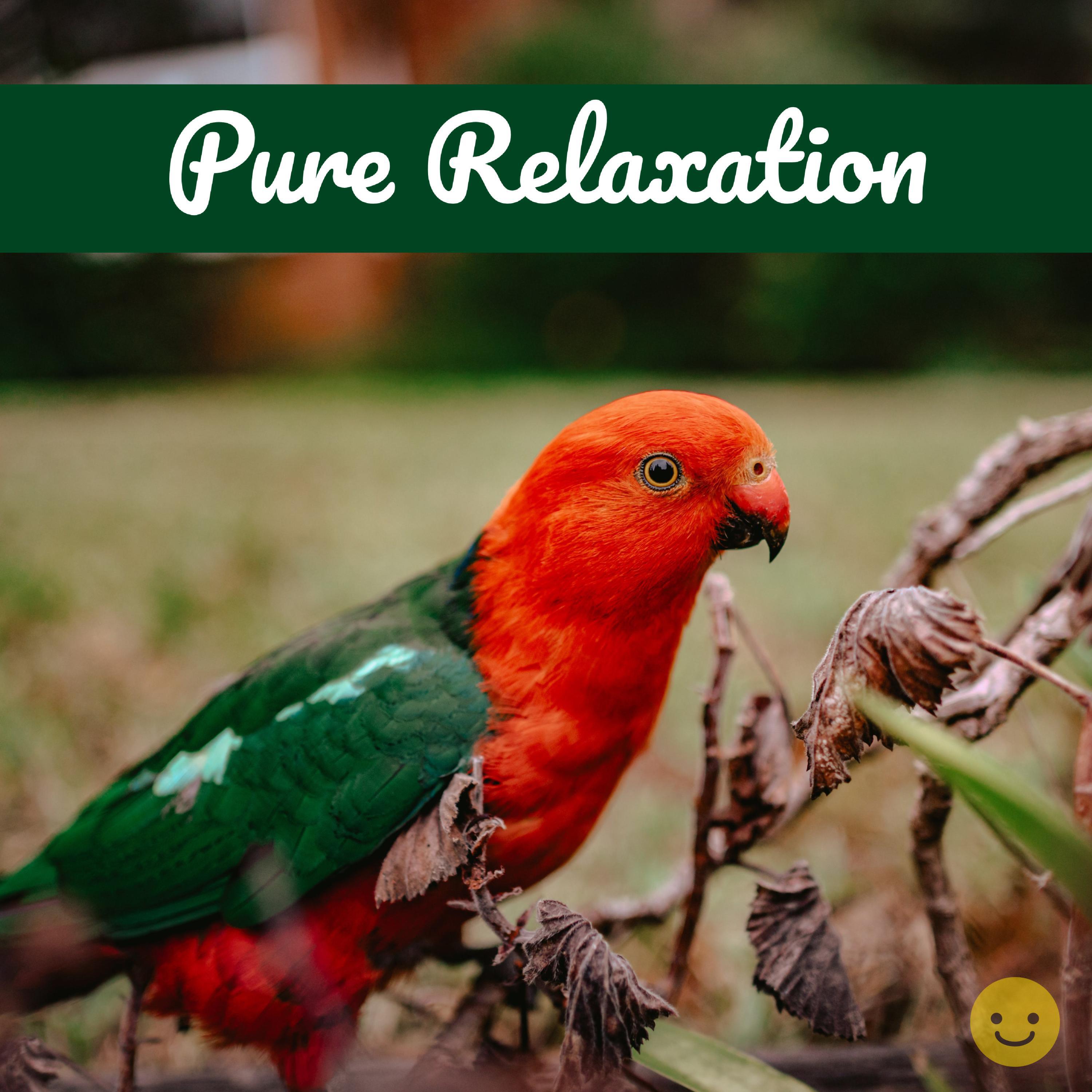 Релиз Pure Relaxation