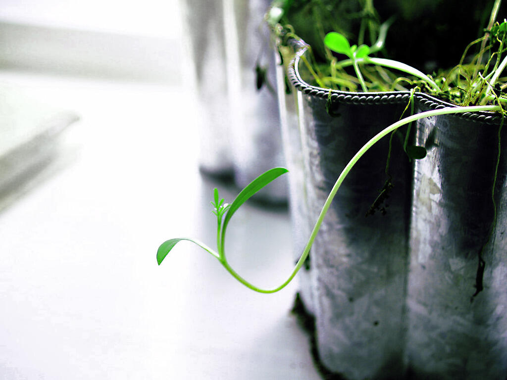 Planta