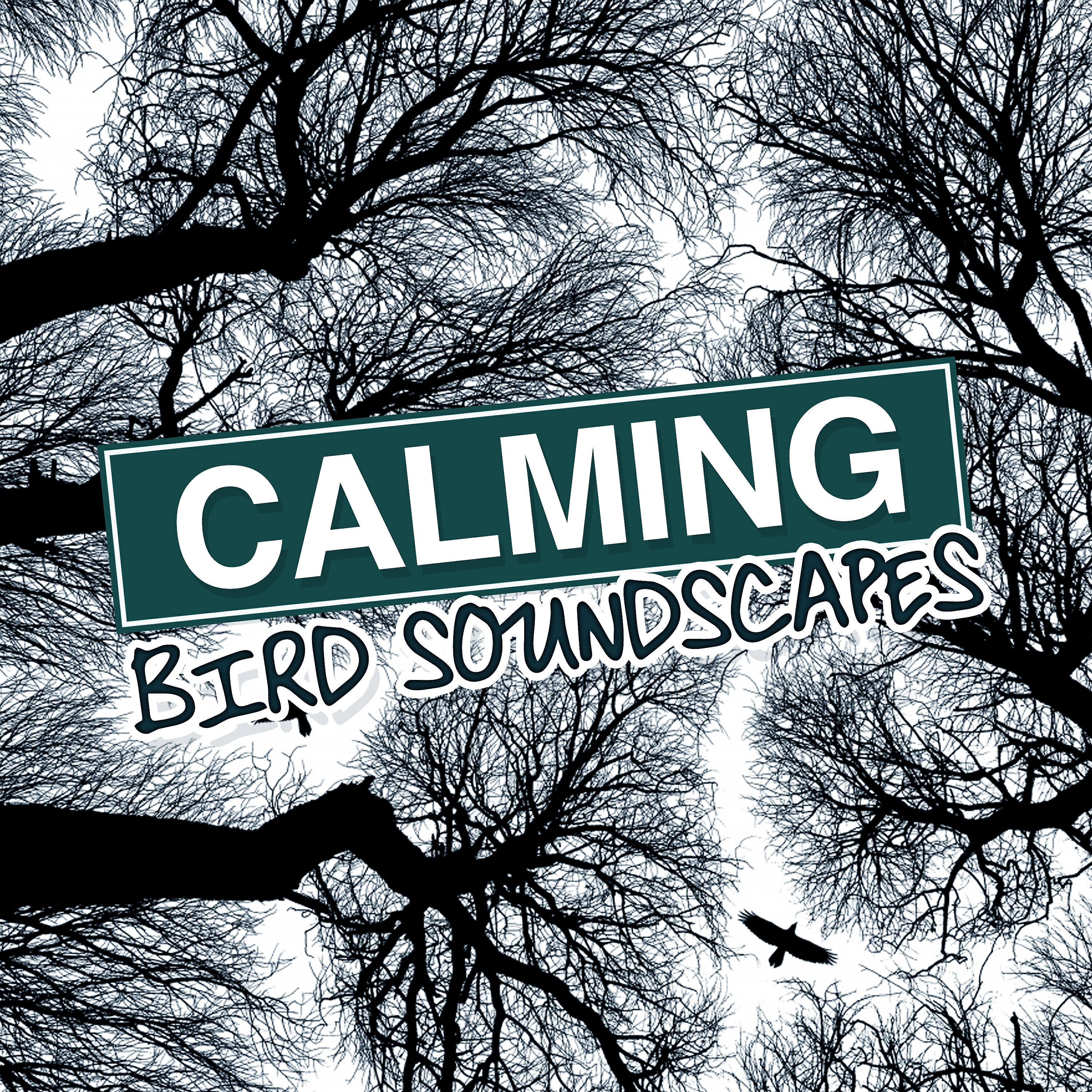 Релиз Calming Bird Soundscapes