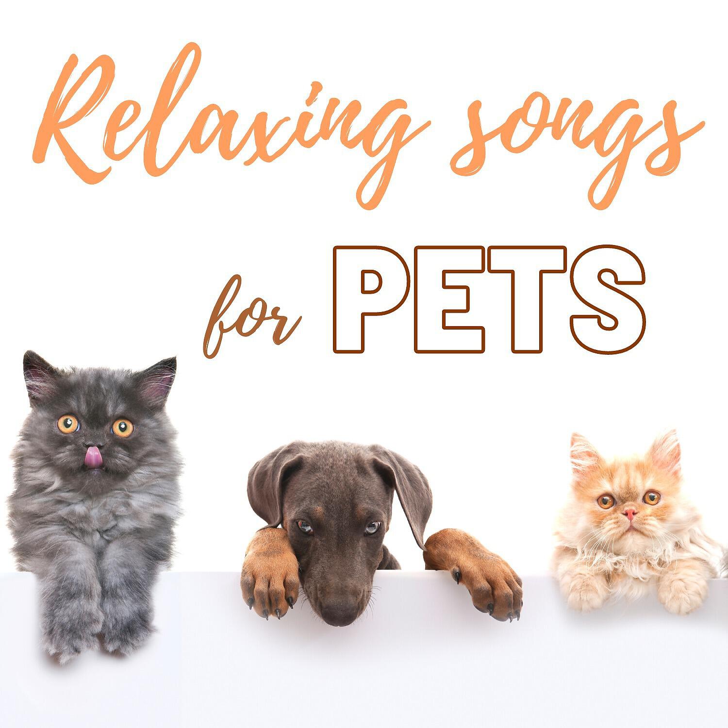 Therapeutic songs for animals