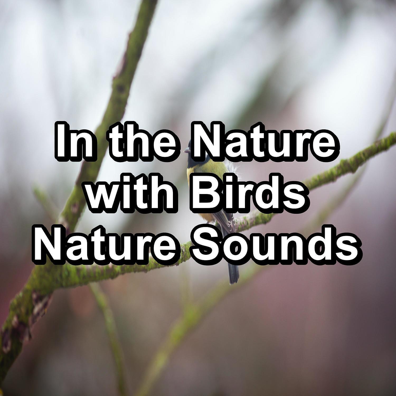 Релиз In the Nature with Birds Nature Sounds