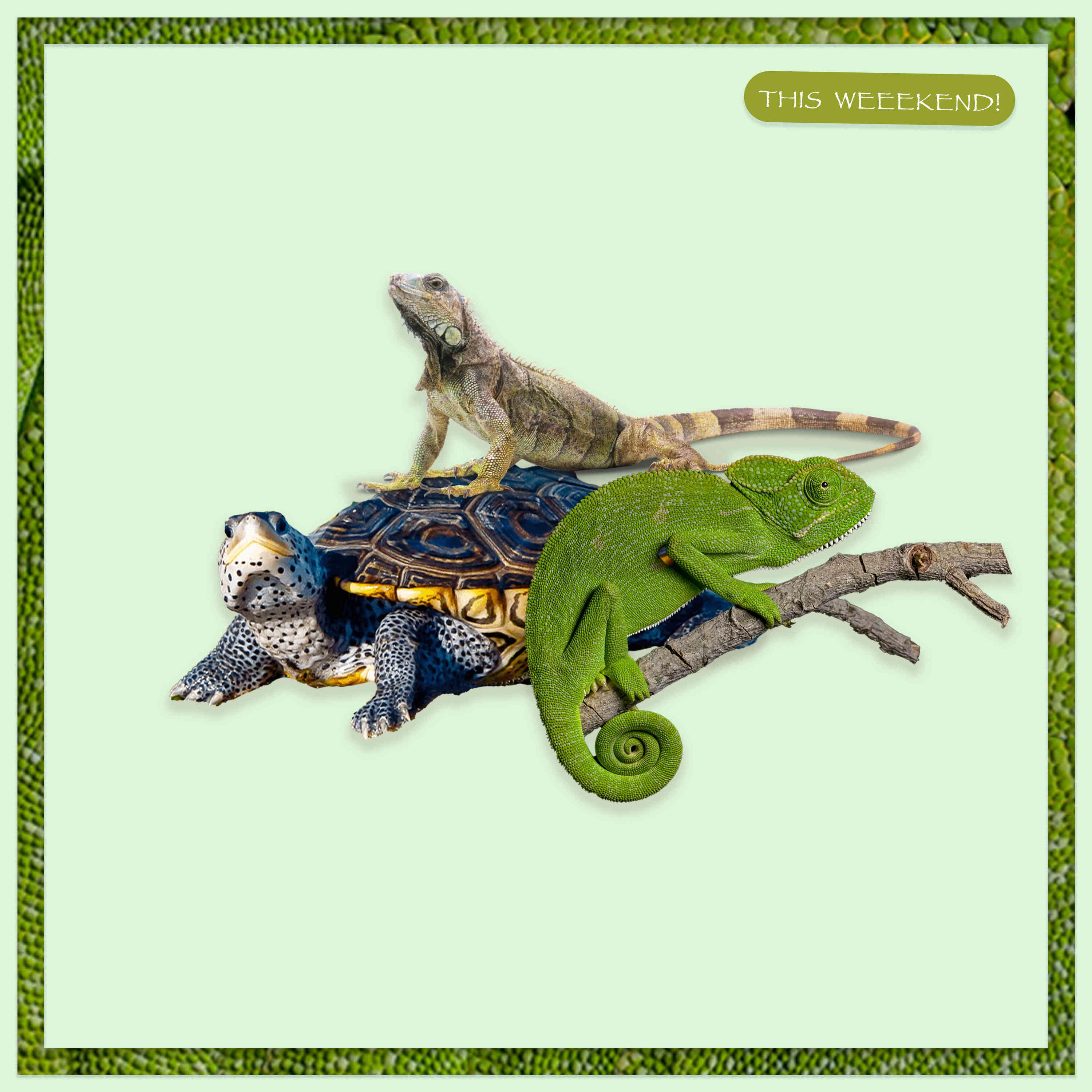 Релиз Local Reptile Convention